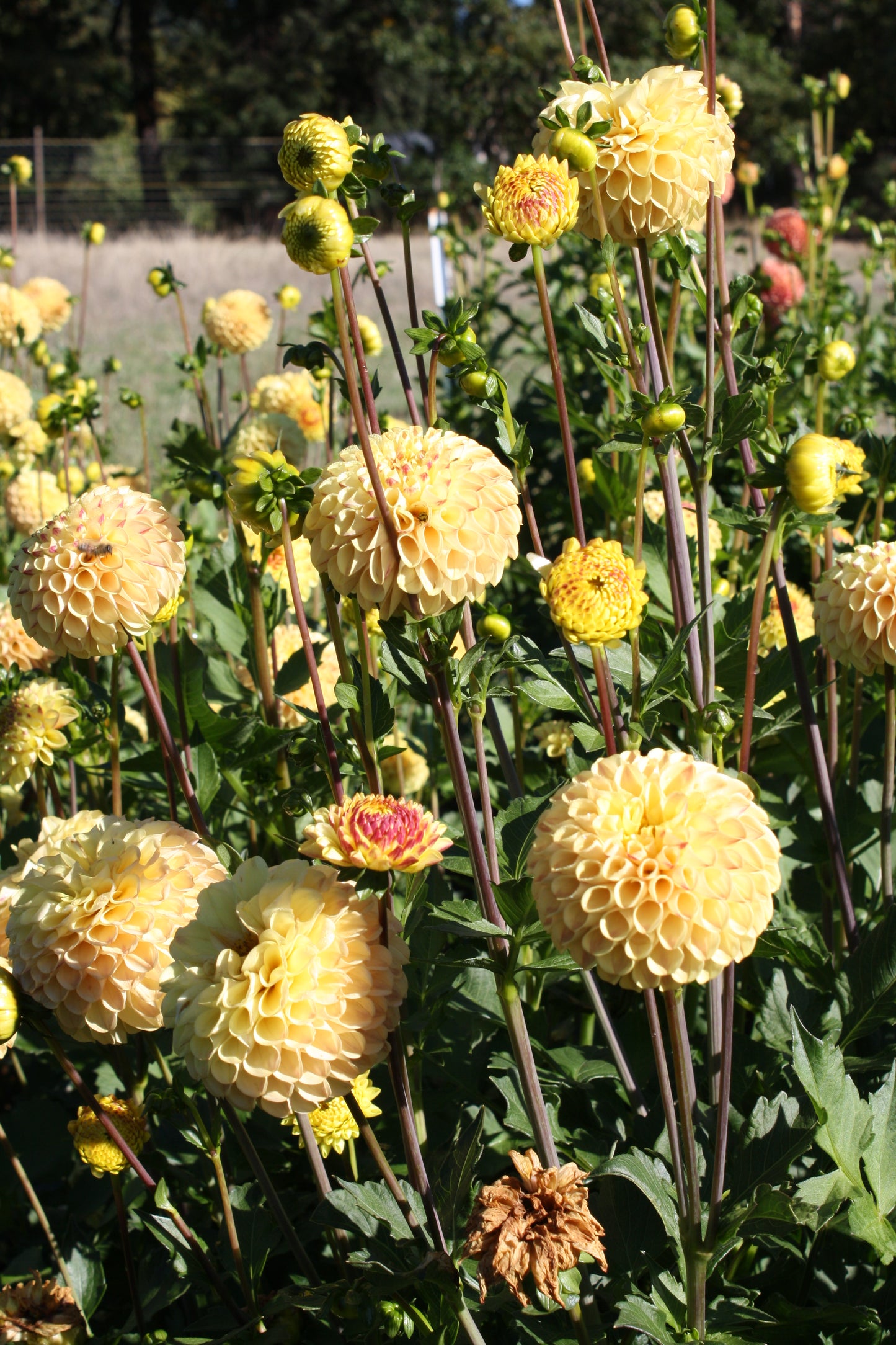 Ferncliff Spice Dahlia Tuber