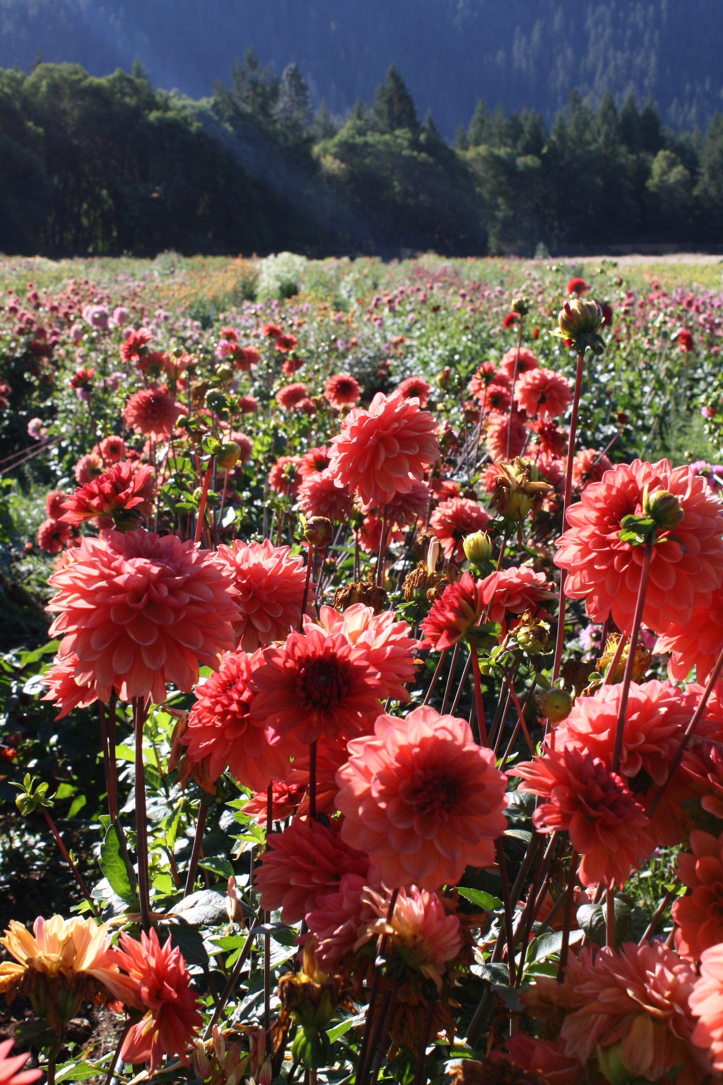 Orange Girl Dahlia Tuber
