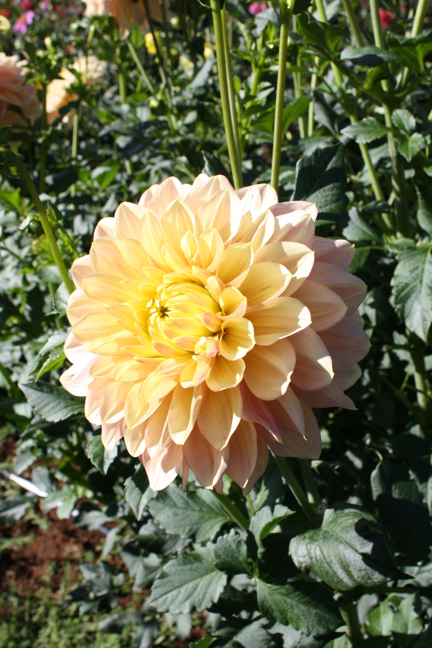 Wyn's New Pastel Dahlia Tuber