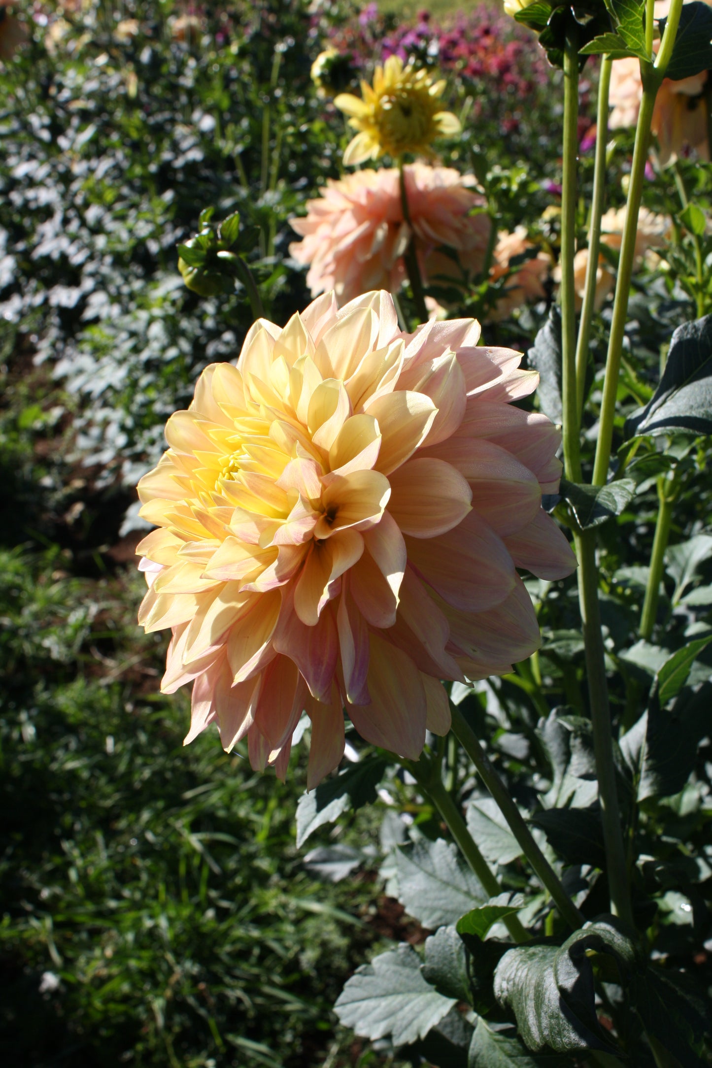 Wyn's New Pastel Dahlia Tuber