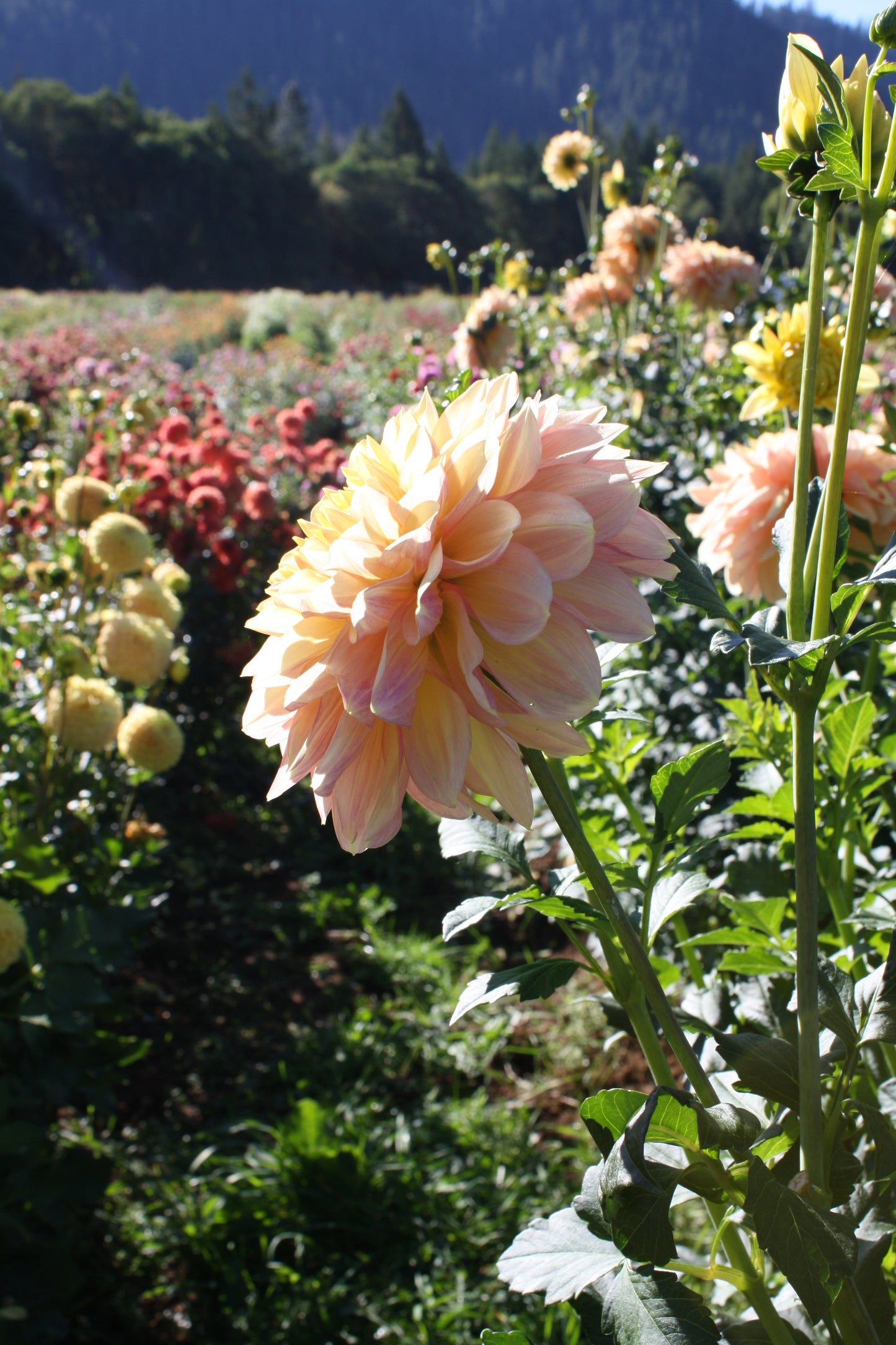 Wyn's New Pastel Dahlia Tuber