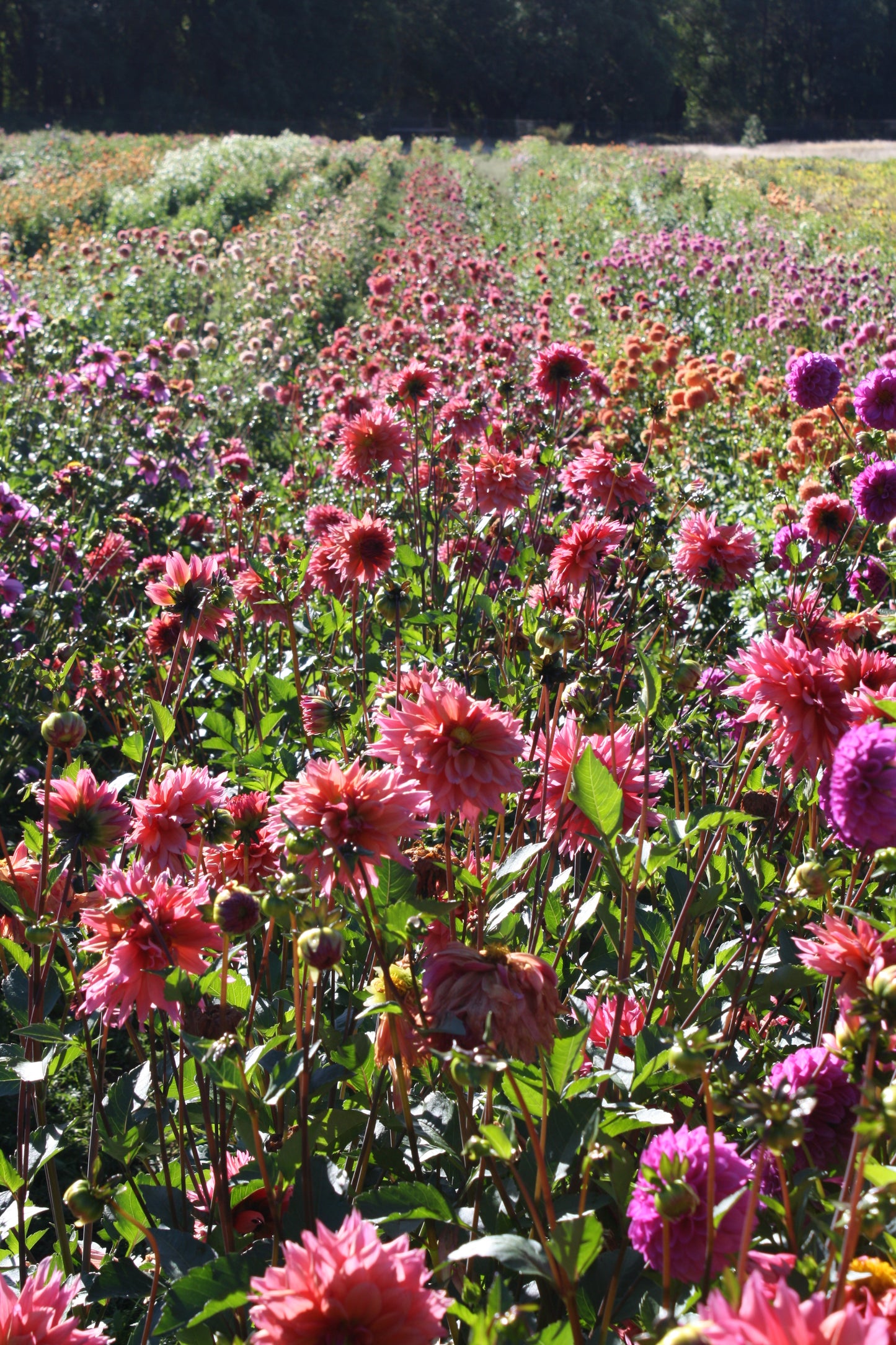 Sonic Bloom Dahlia Tuber