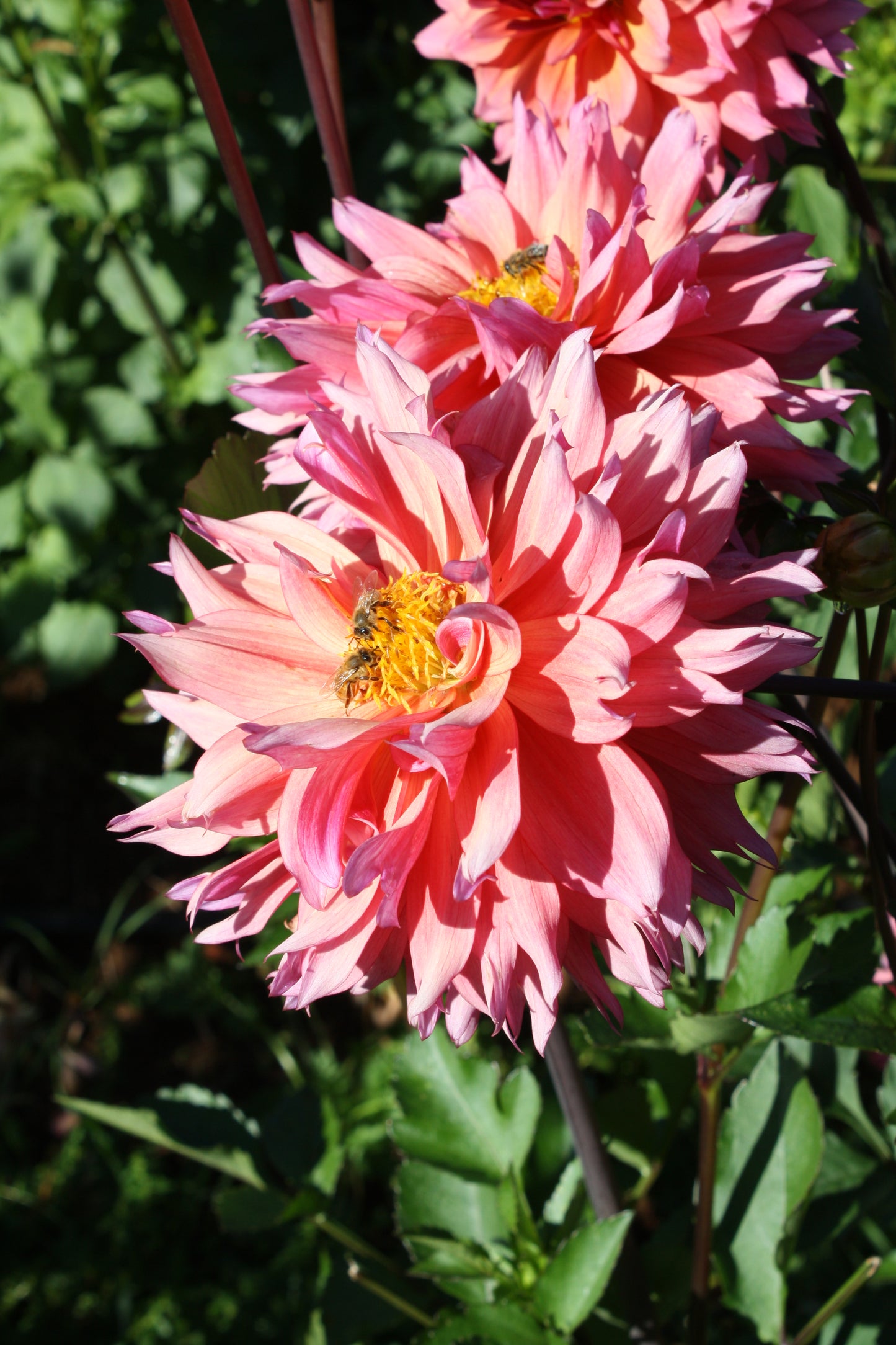 Sonic Bloom Dahlia Tuber