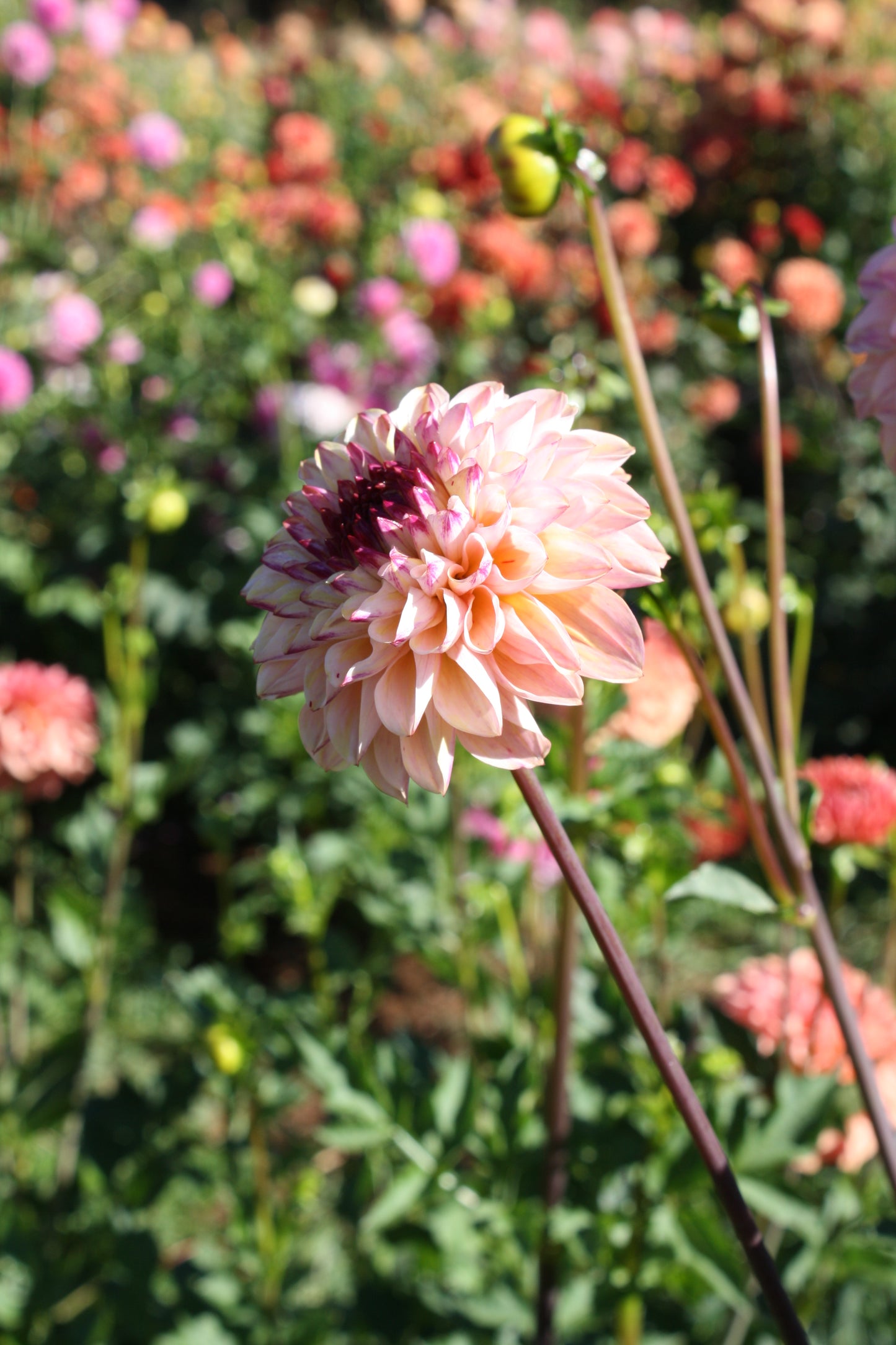 Wine Eyed Jill Dahlia Tuber