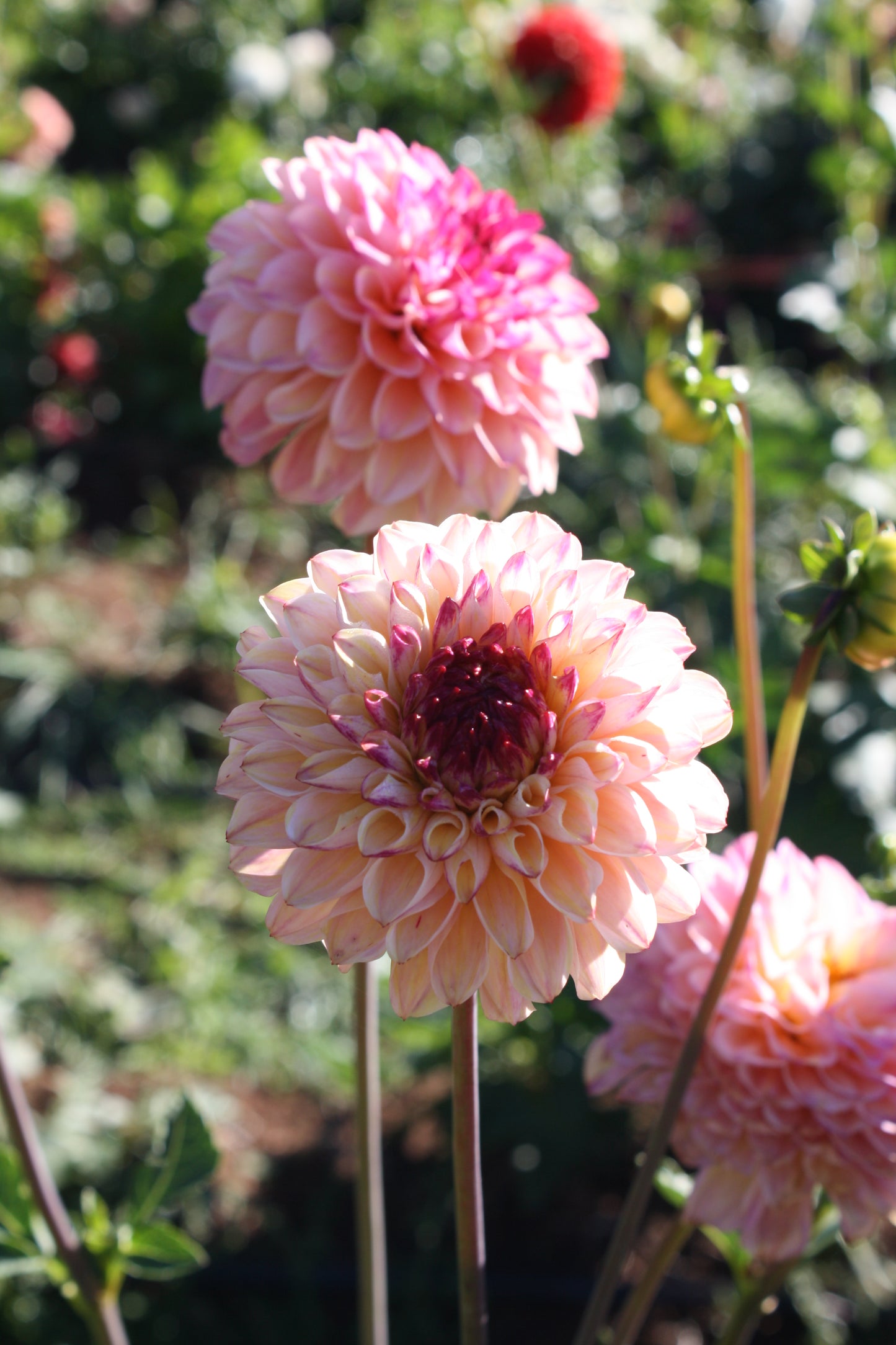 Wine Eyed Jill Dahlia Tuber