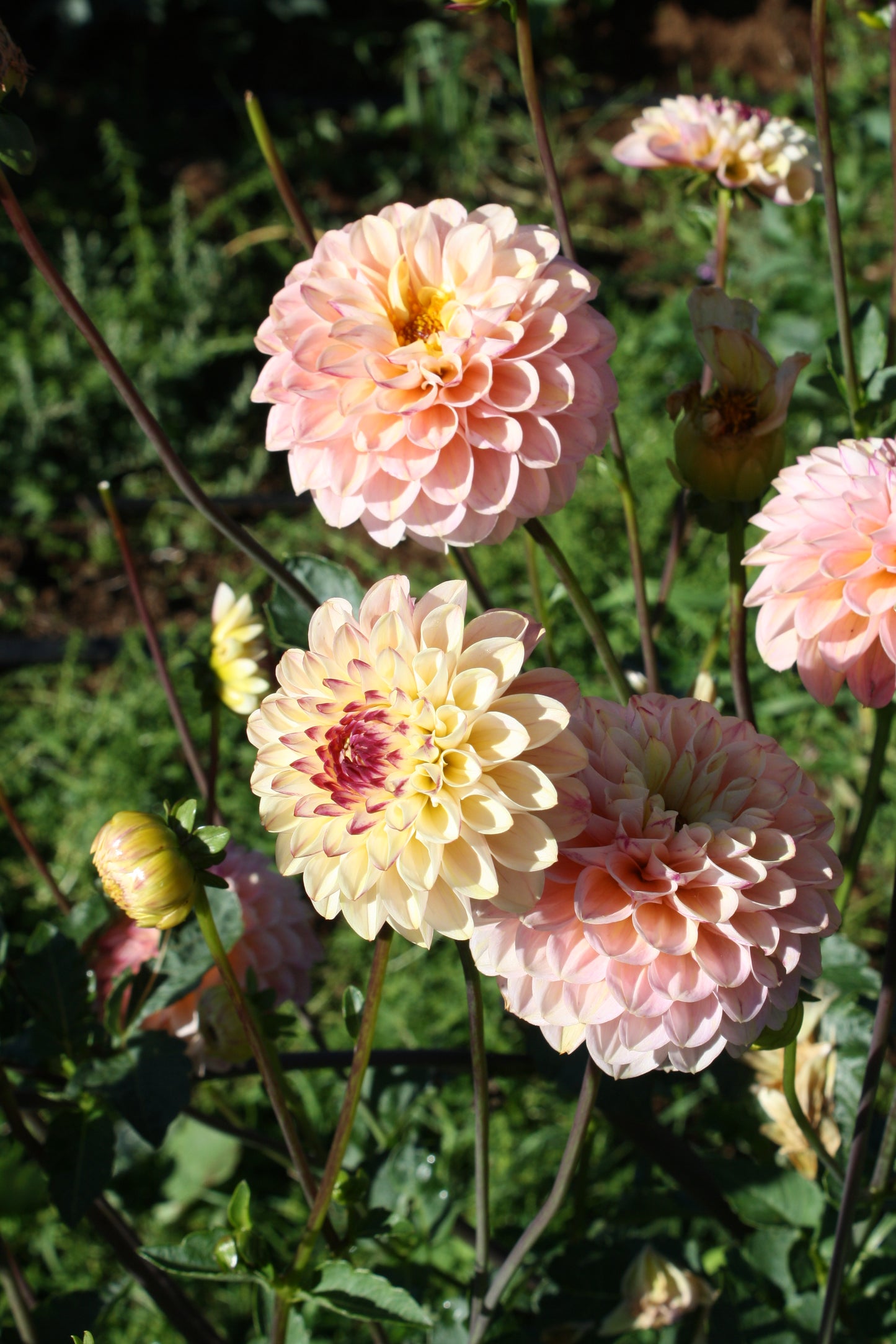 Wine Eyed Jill Dahlia Tuber