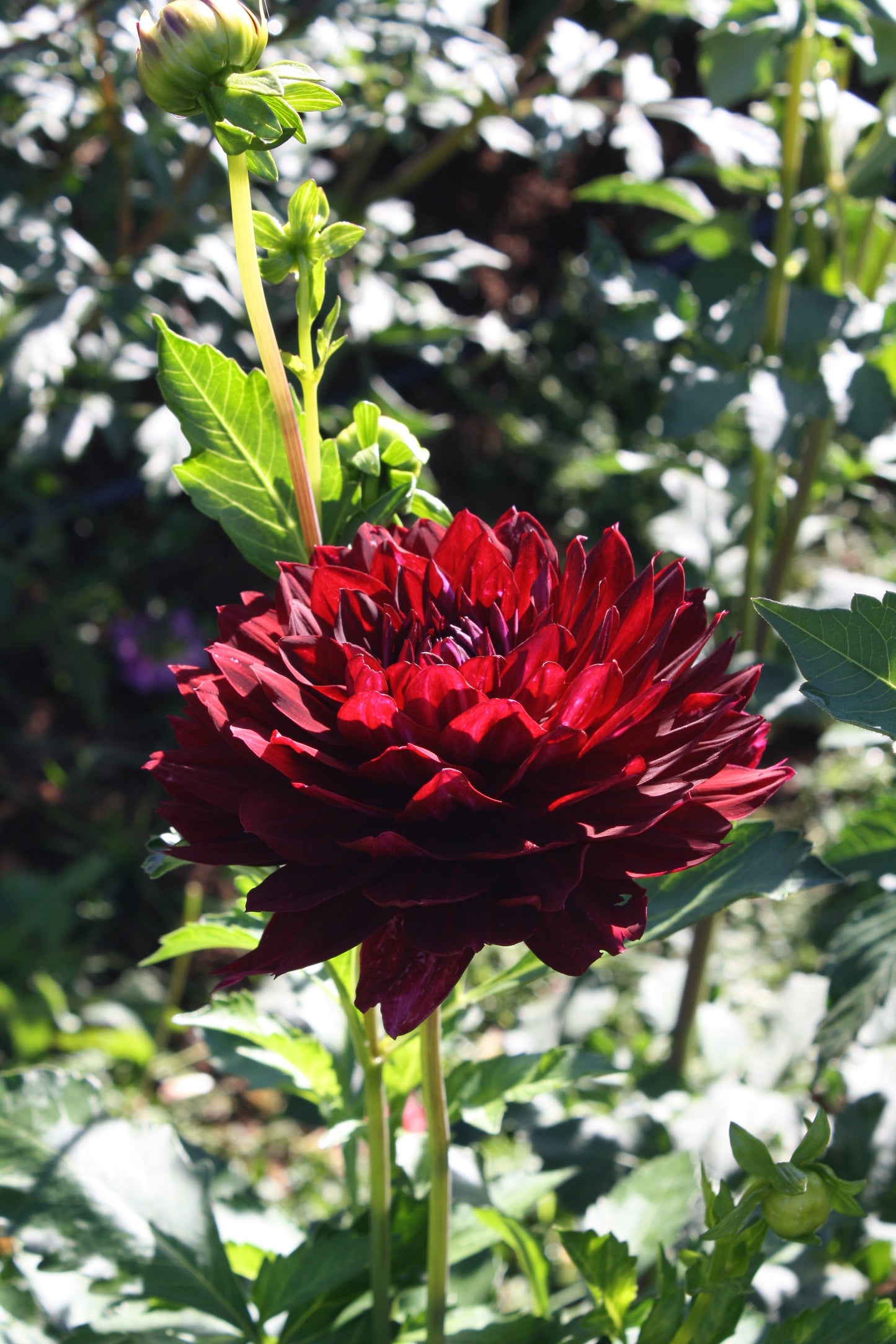 Hollyhill Black Widow Dahlia Tuber
