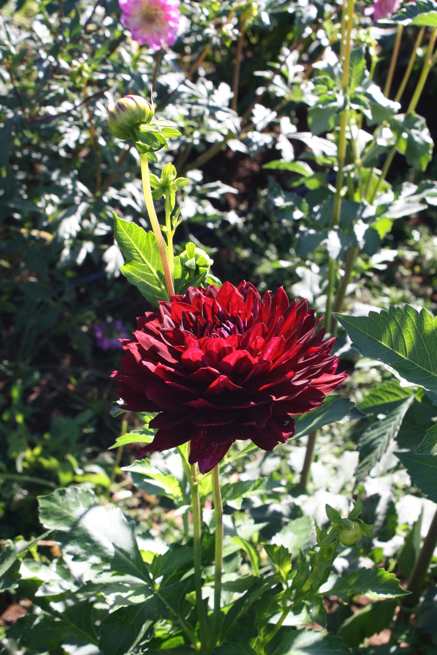 Hollyhill Black Widow Dahlia Tuber