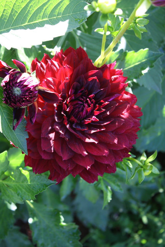 Hollyhill Black Widow Dahlia Tuber