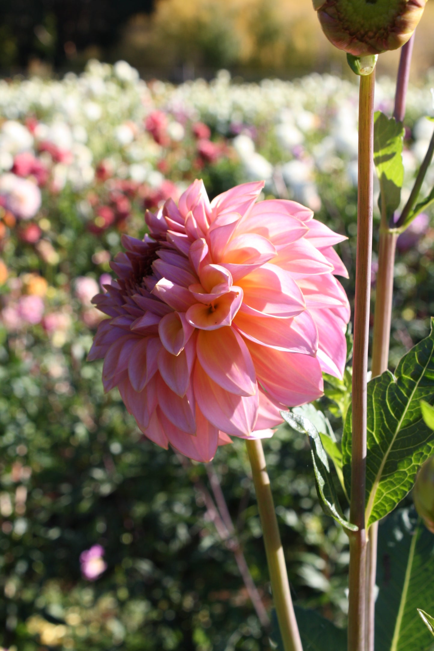 Bloomquist Dave Dahlia Tuber