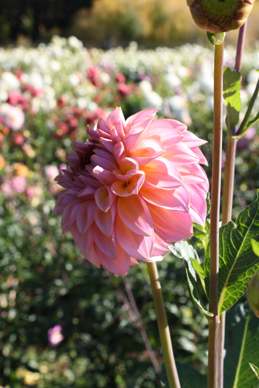 Bloomquist Dave Dahlia Tuber