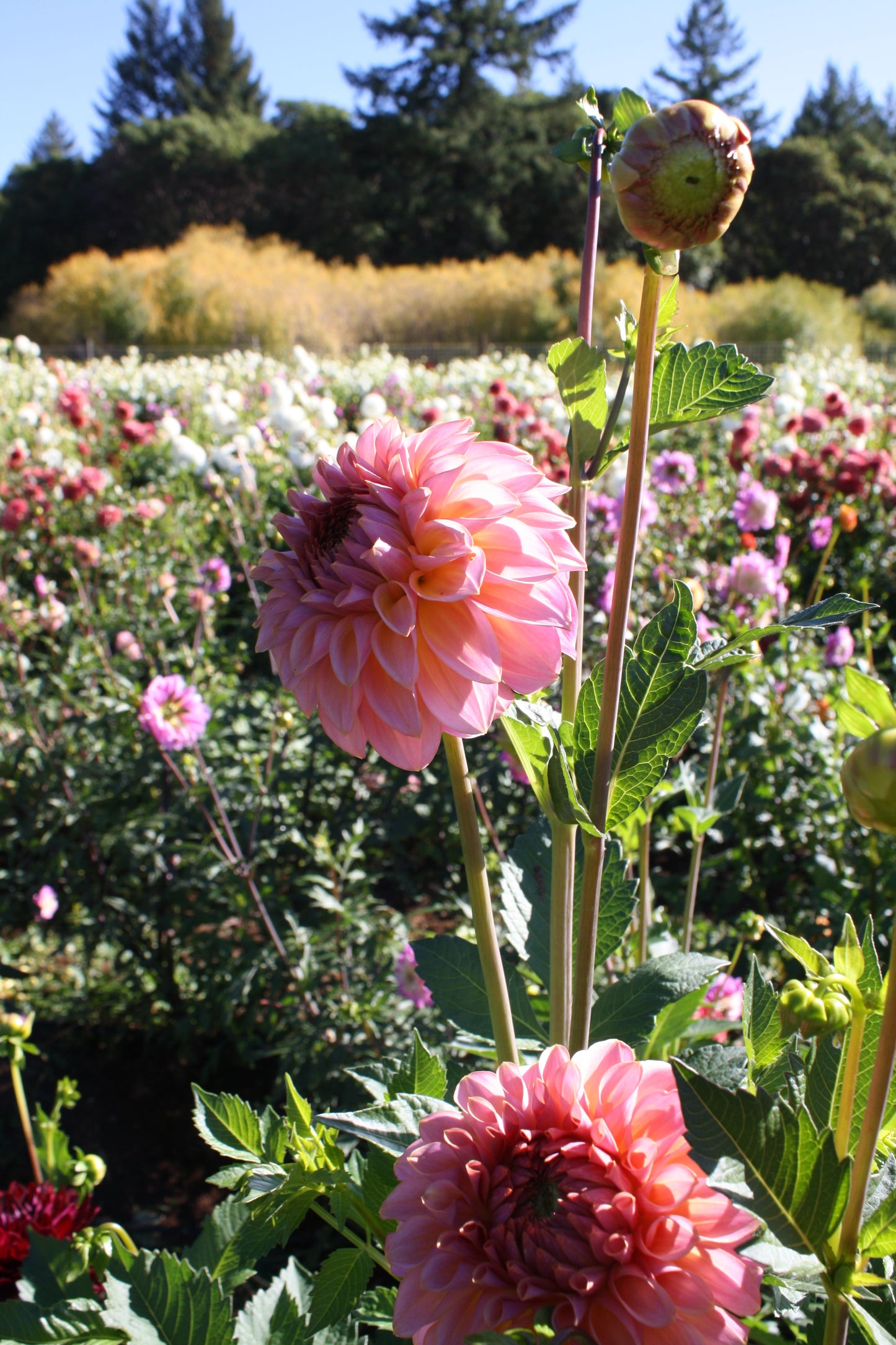 Bloomquist Dave Dahlia Tuber