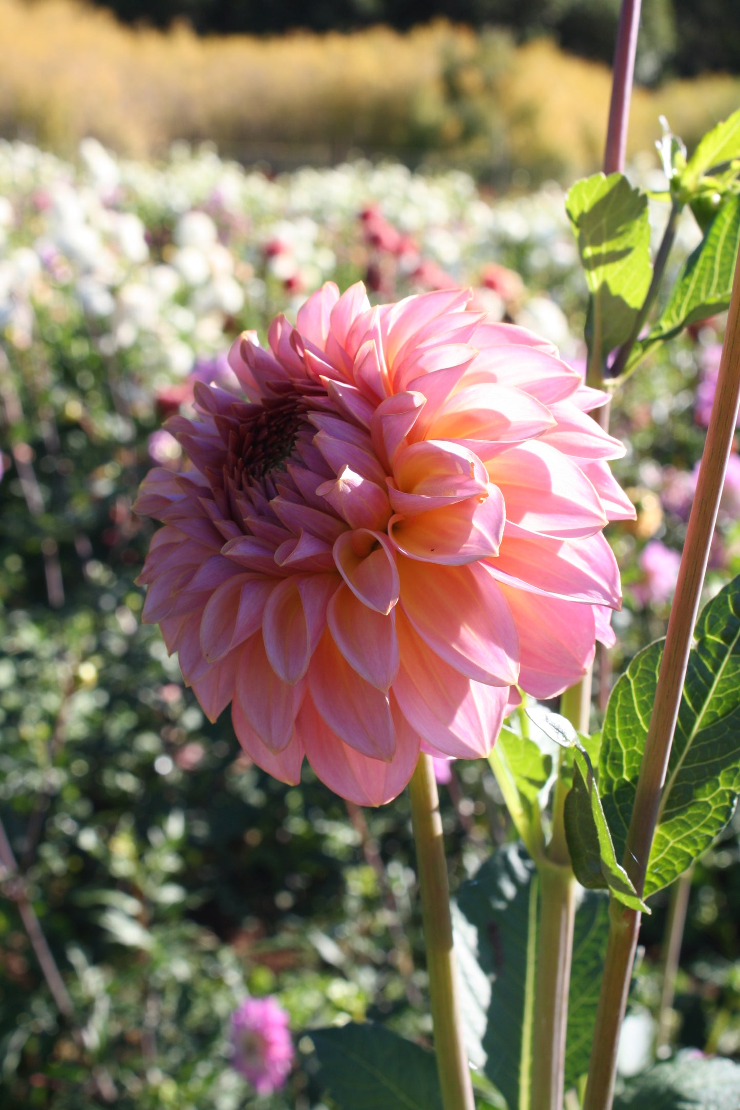 Bloomquist Dave Dahlia Tuber