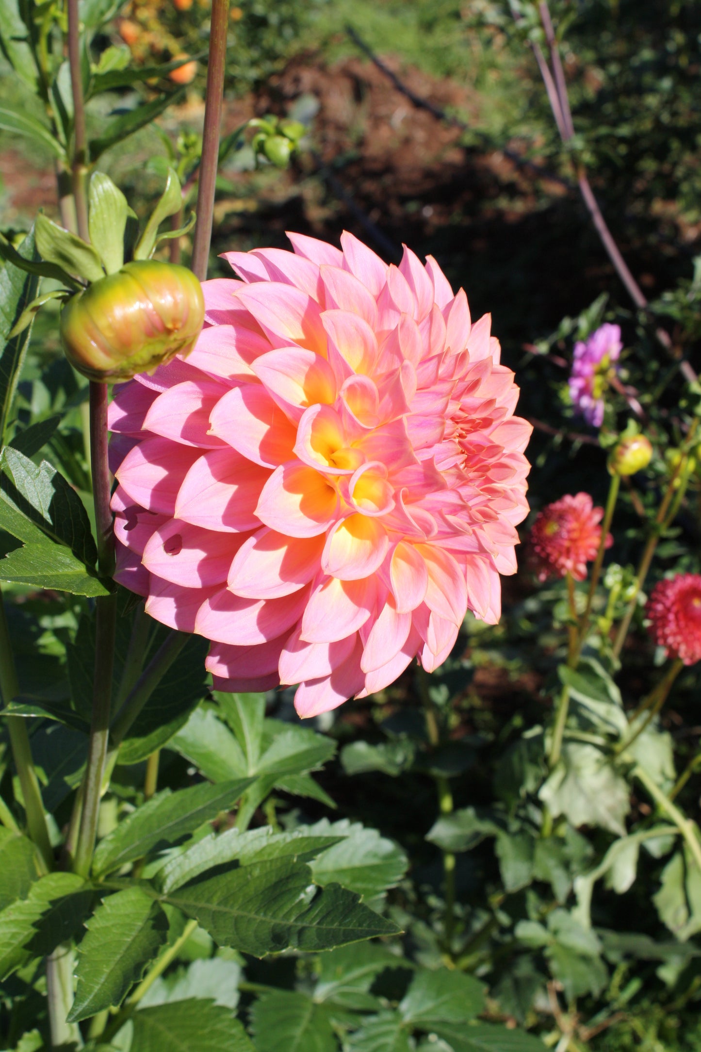 Bloomquist Dave Dahlia Tuber