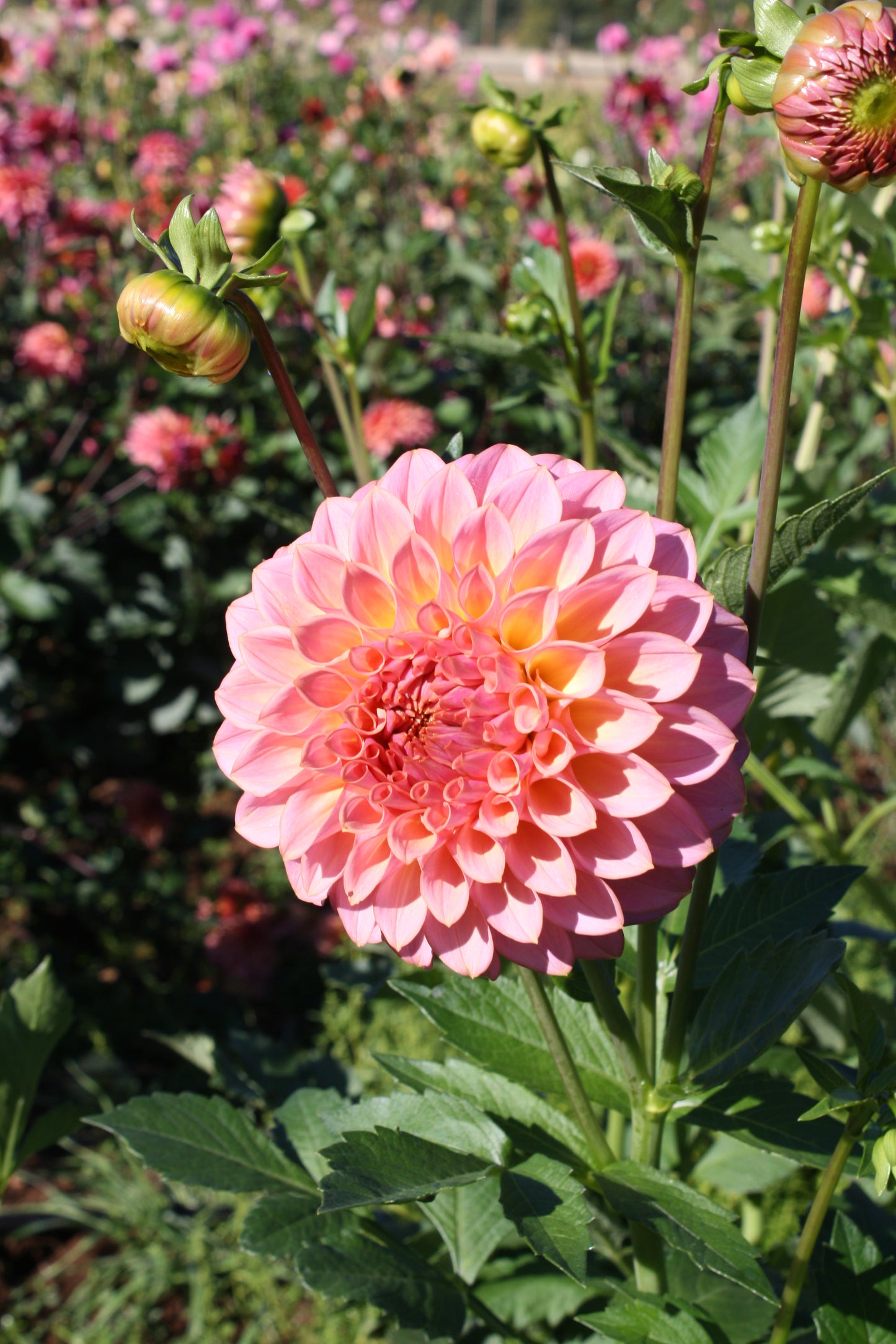 Bloomquist Dave Dahlia Tuber