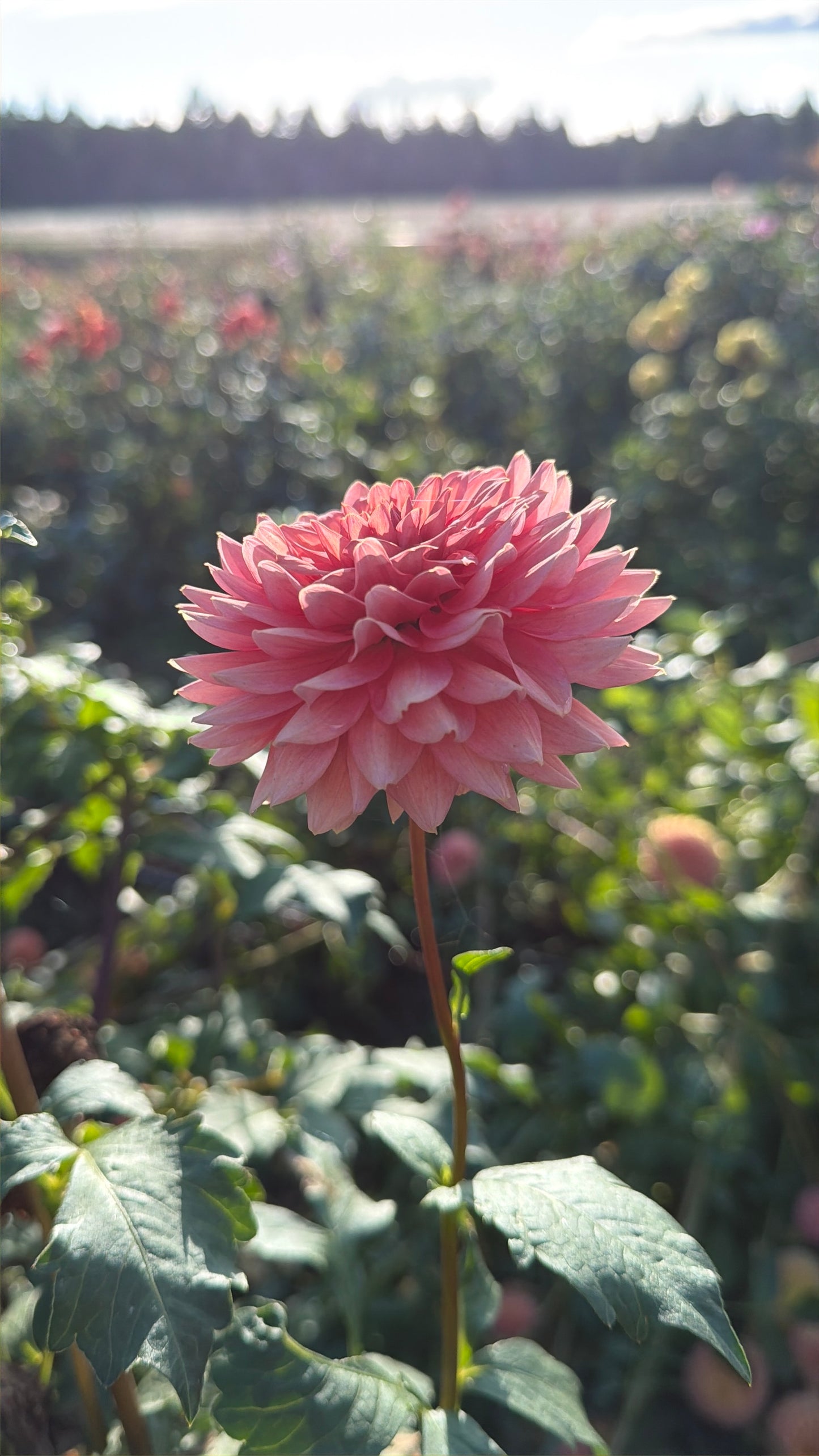 Mystique Dahlia Tuber