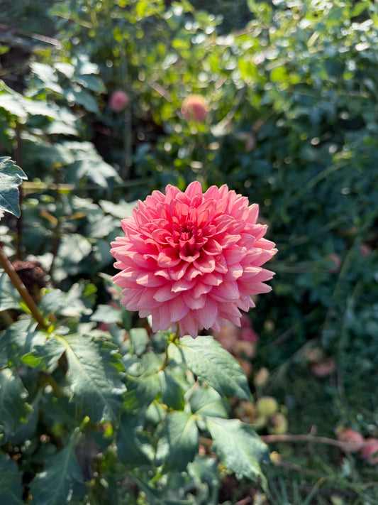 Mystique Dahlia Tuber