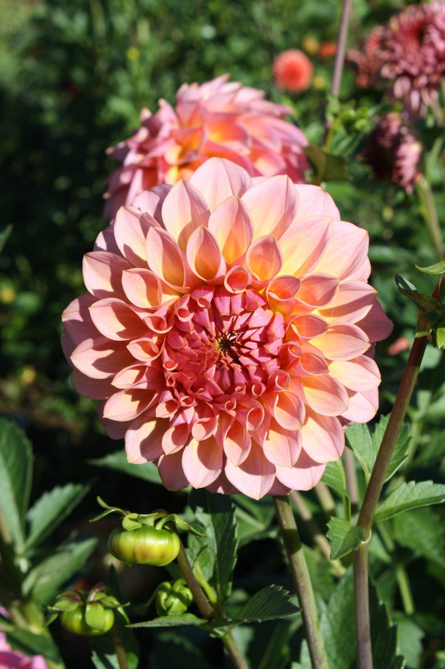 Bloomquist Dave Dahlia Tuber