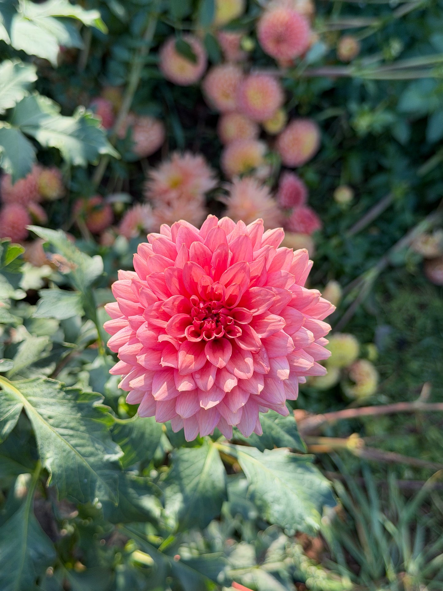 Mystique Dahlia Tuber