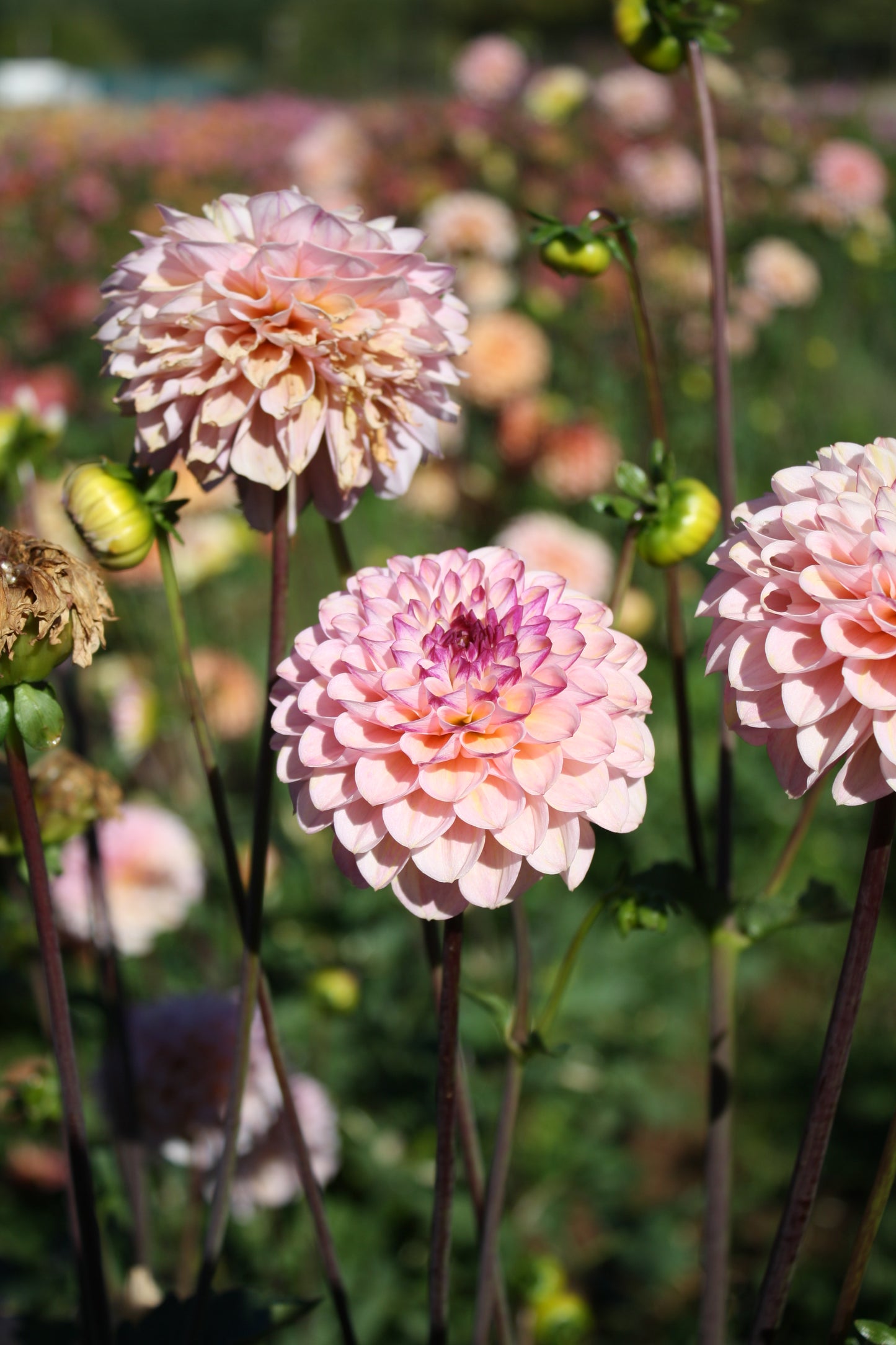 Wine Eyed Jill Dahlia Tuber