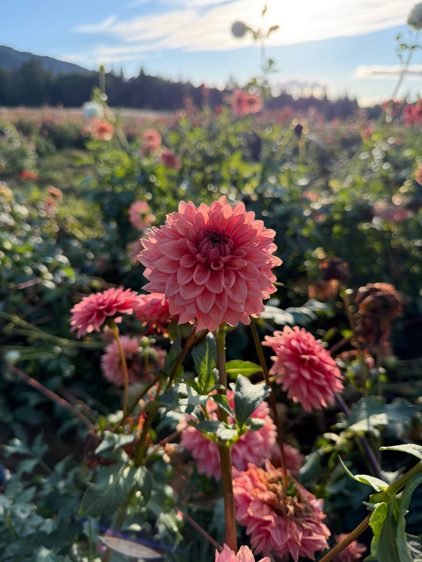 Mystique Dahlia Tuber