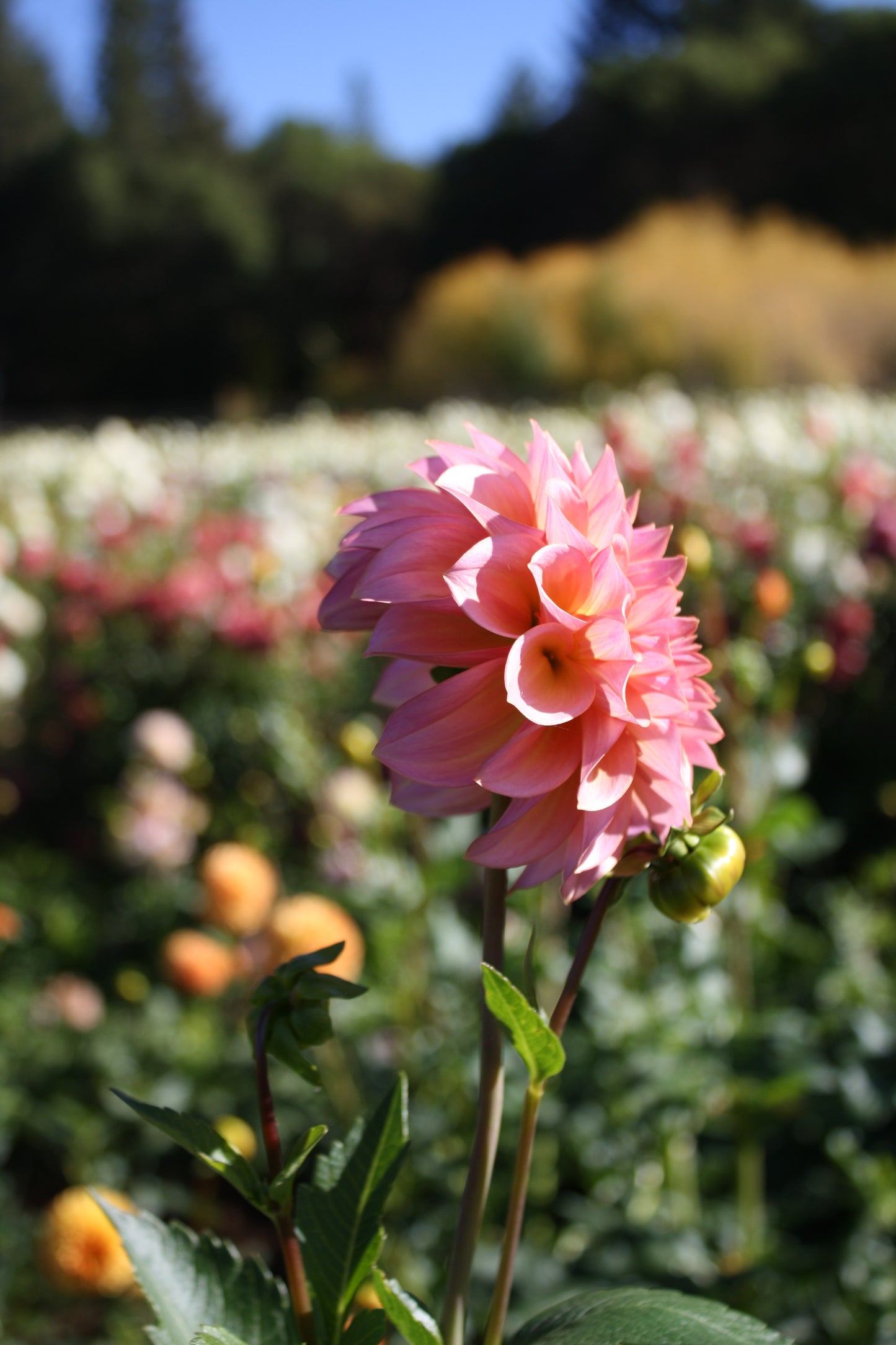 Bloomquist Dave Dahlia Tuber