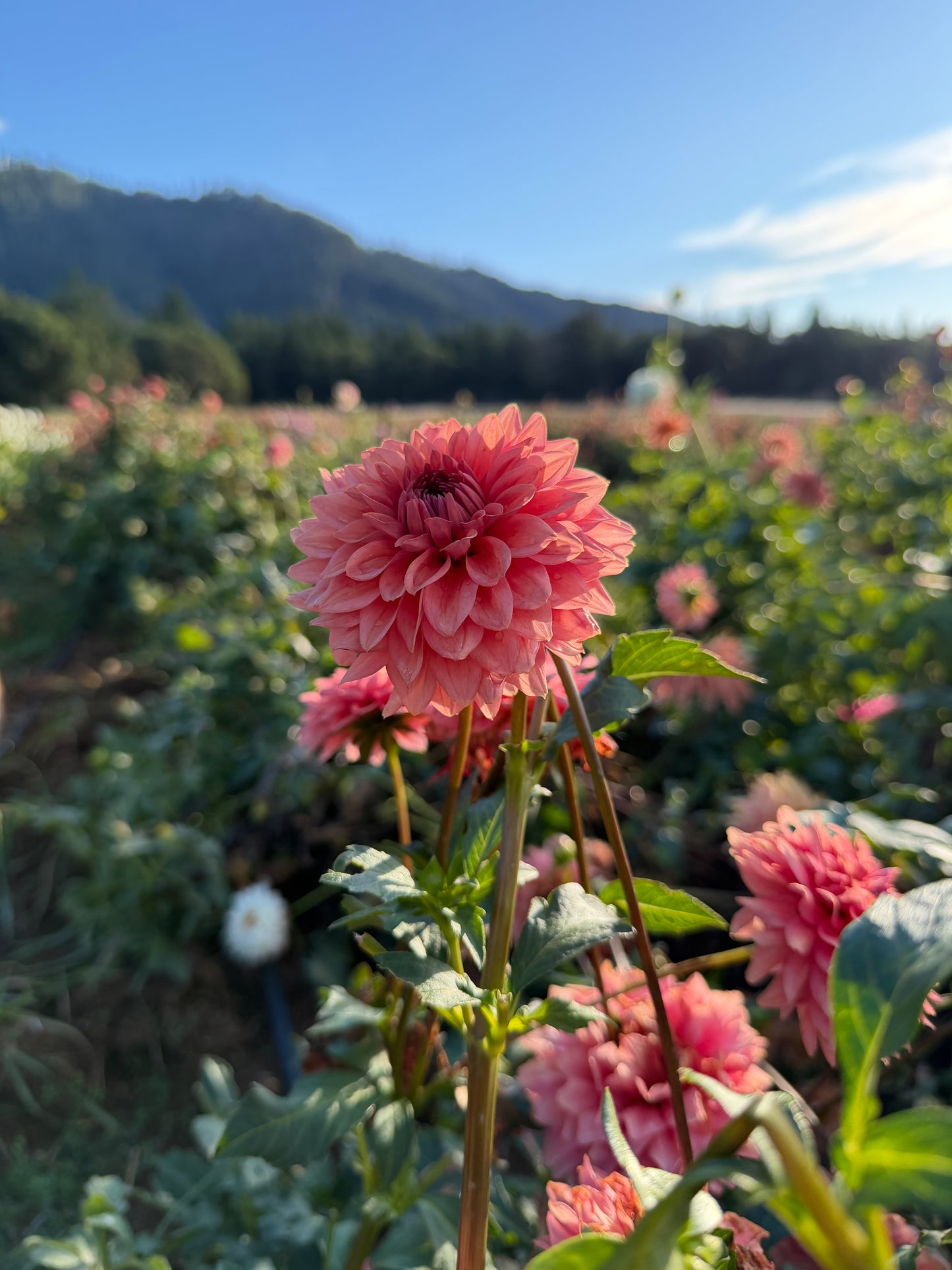 Mystique Dahlia Tuber