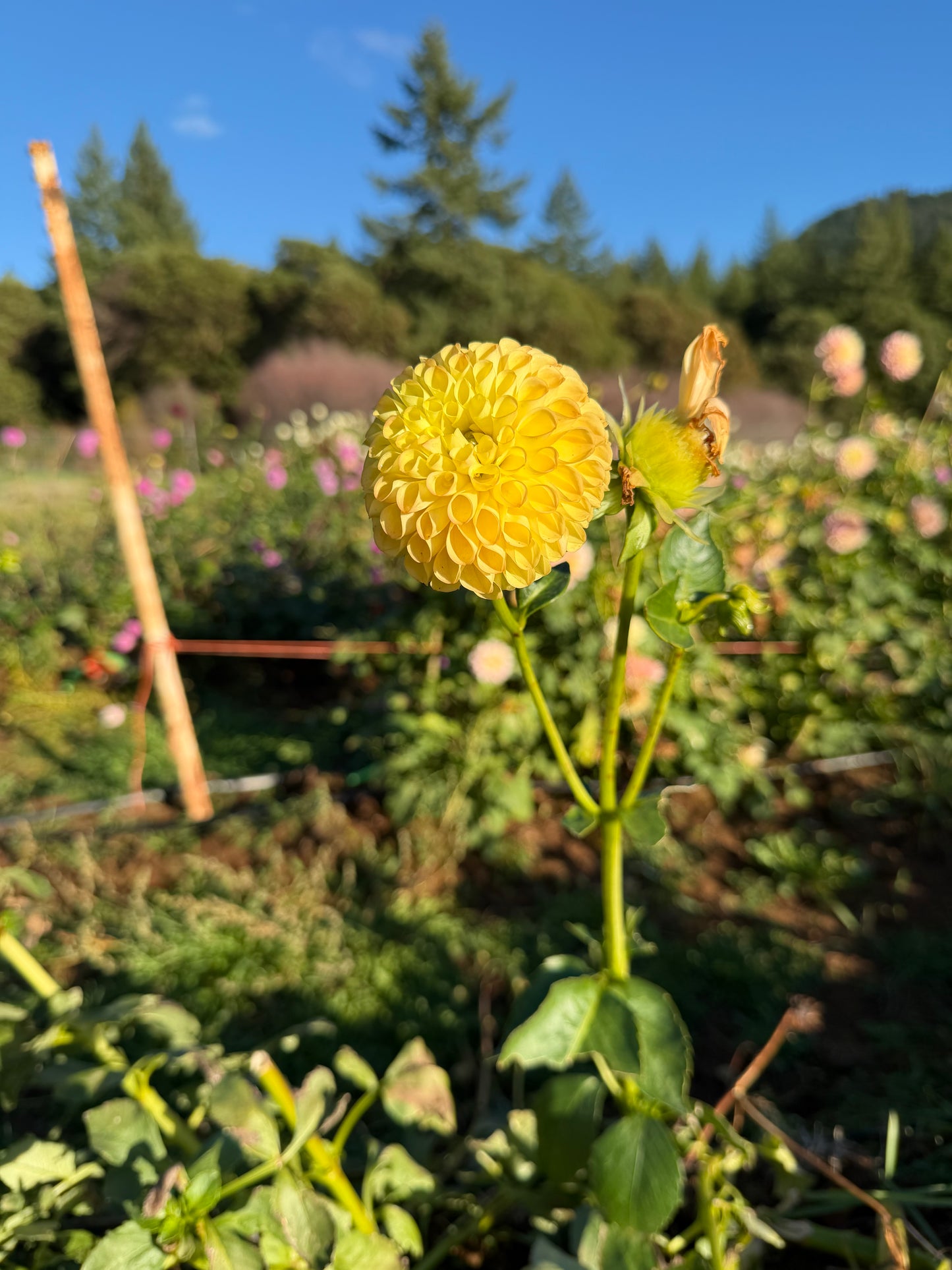 Woodland's Wondrous Dahlia Tuber