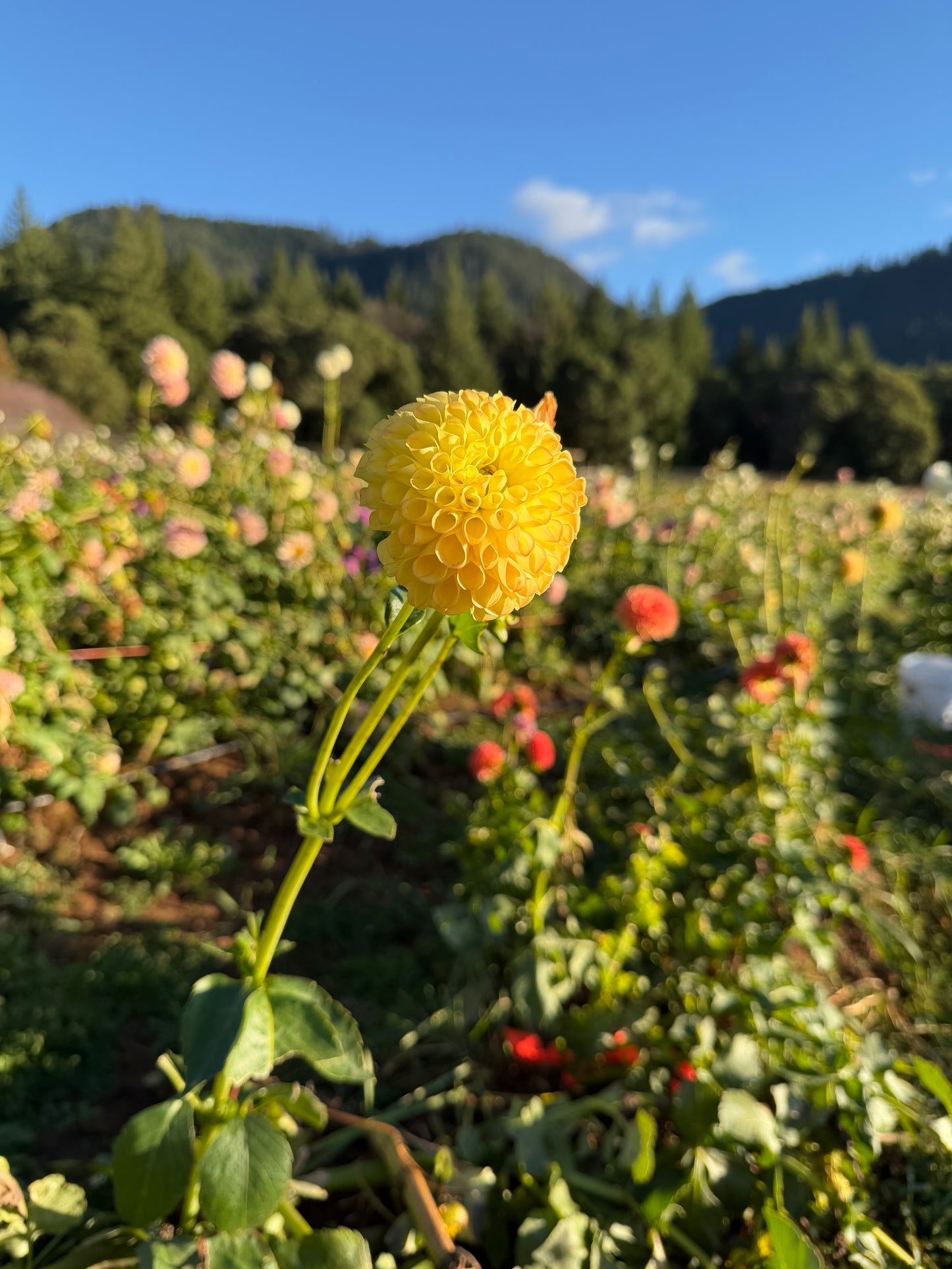 Woodland's Wondrous Dahlia Tuber