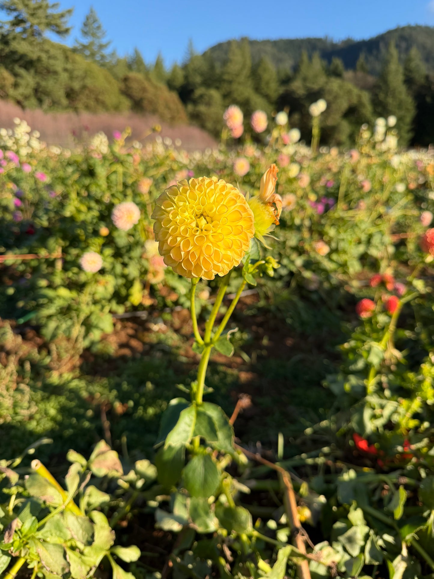 Woodland's Wondrous Dahlia Tuber