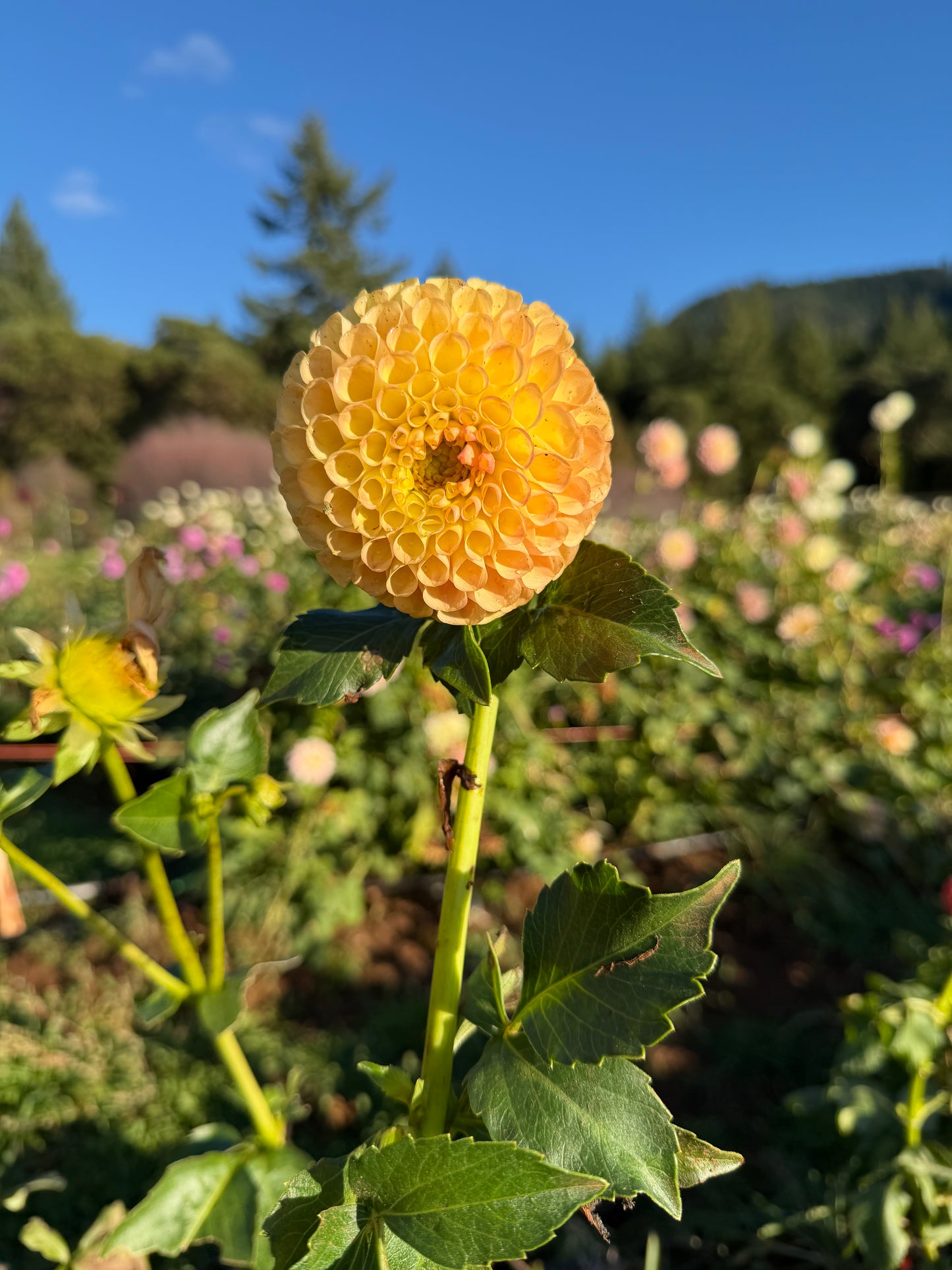 Woodland's Wondrous Dahlia Tuber
