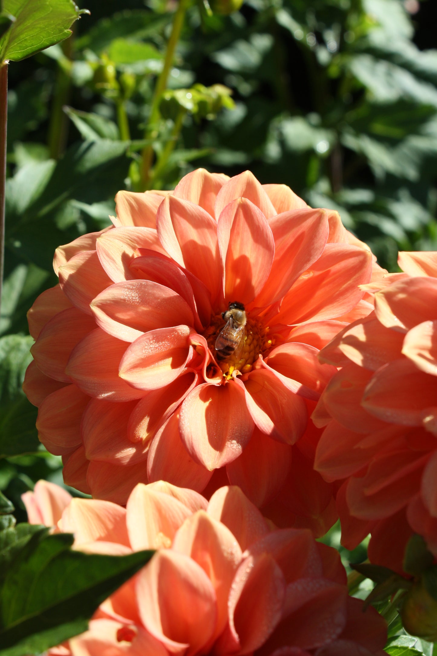 Ice Tea Dahlia Tuber