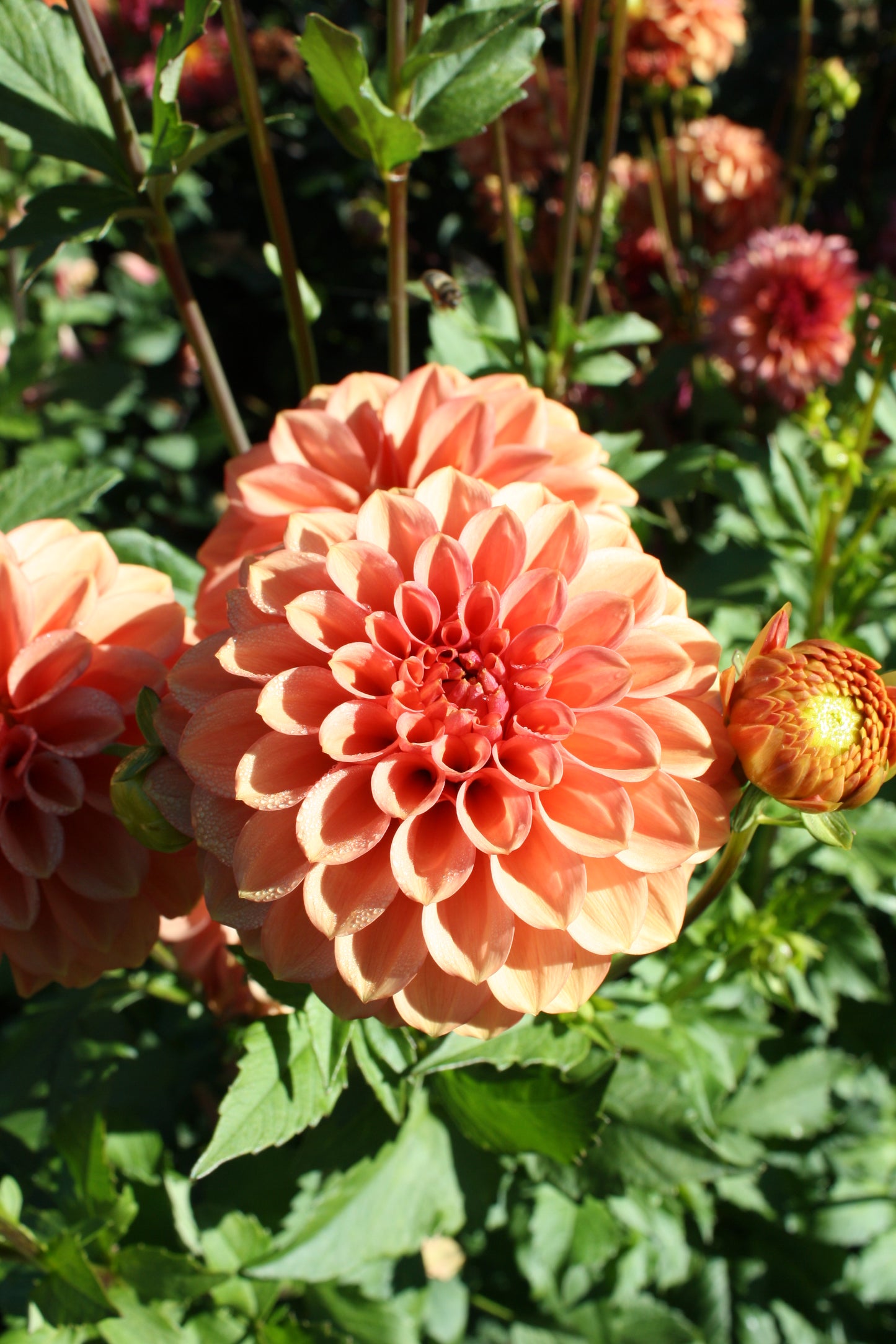 Ice Tea Dahlia Tuber