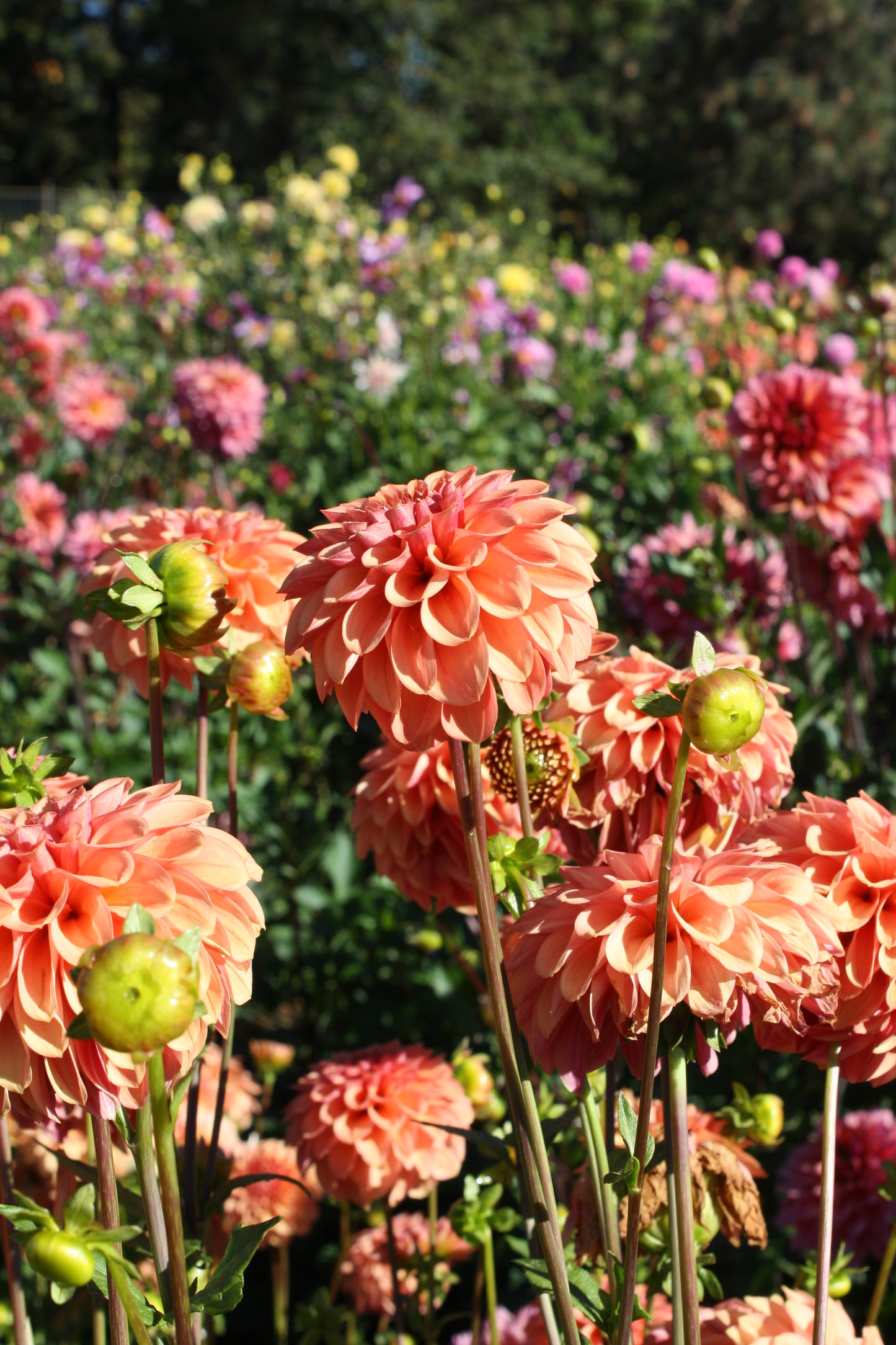 Ice Tea Dahlia Tuber