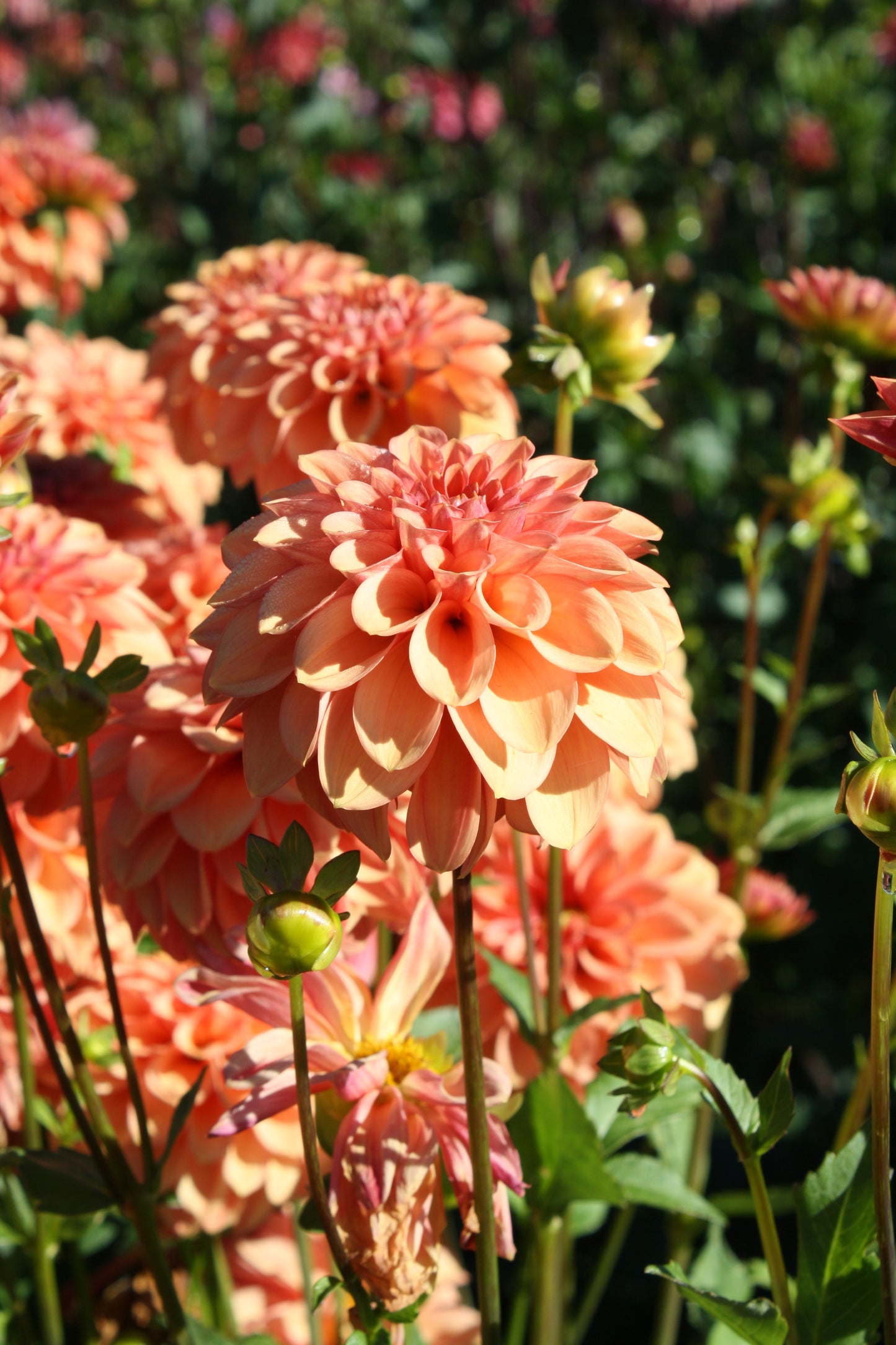 Ice Tea Dahlia Tuber