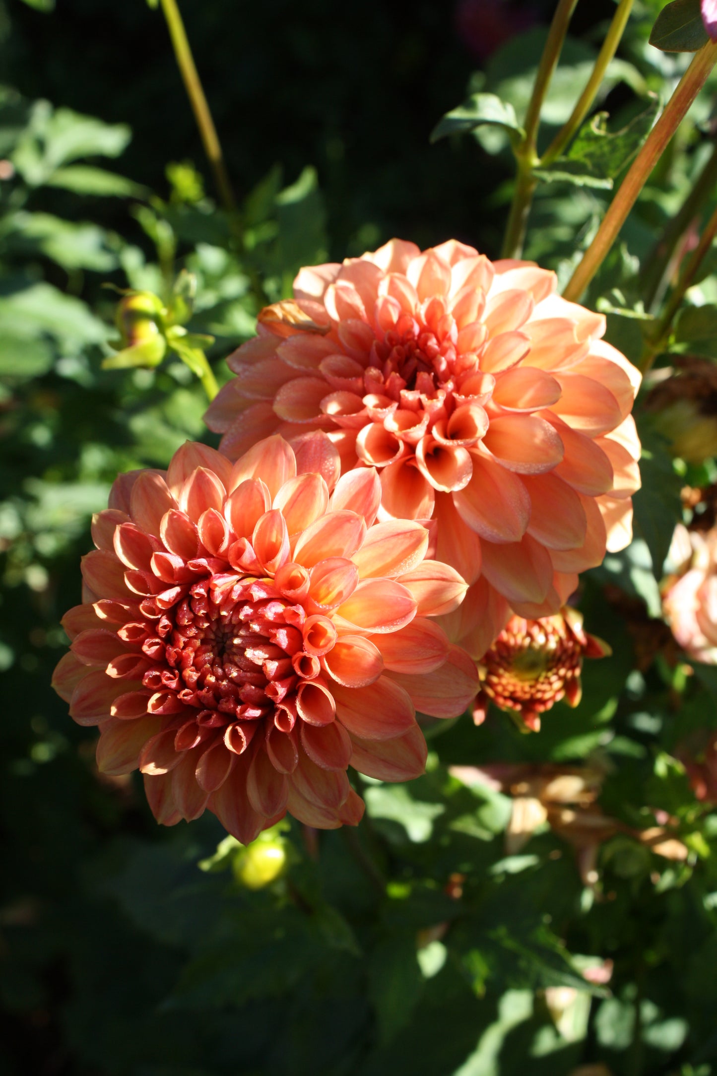 Ice Tea Dahlia Tuber
