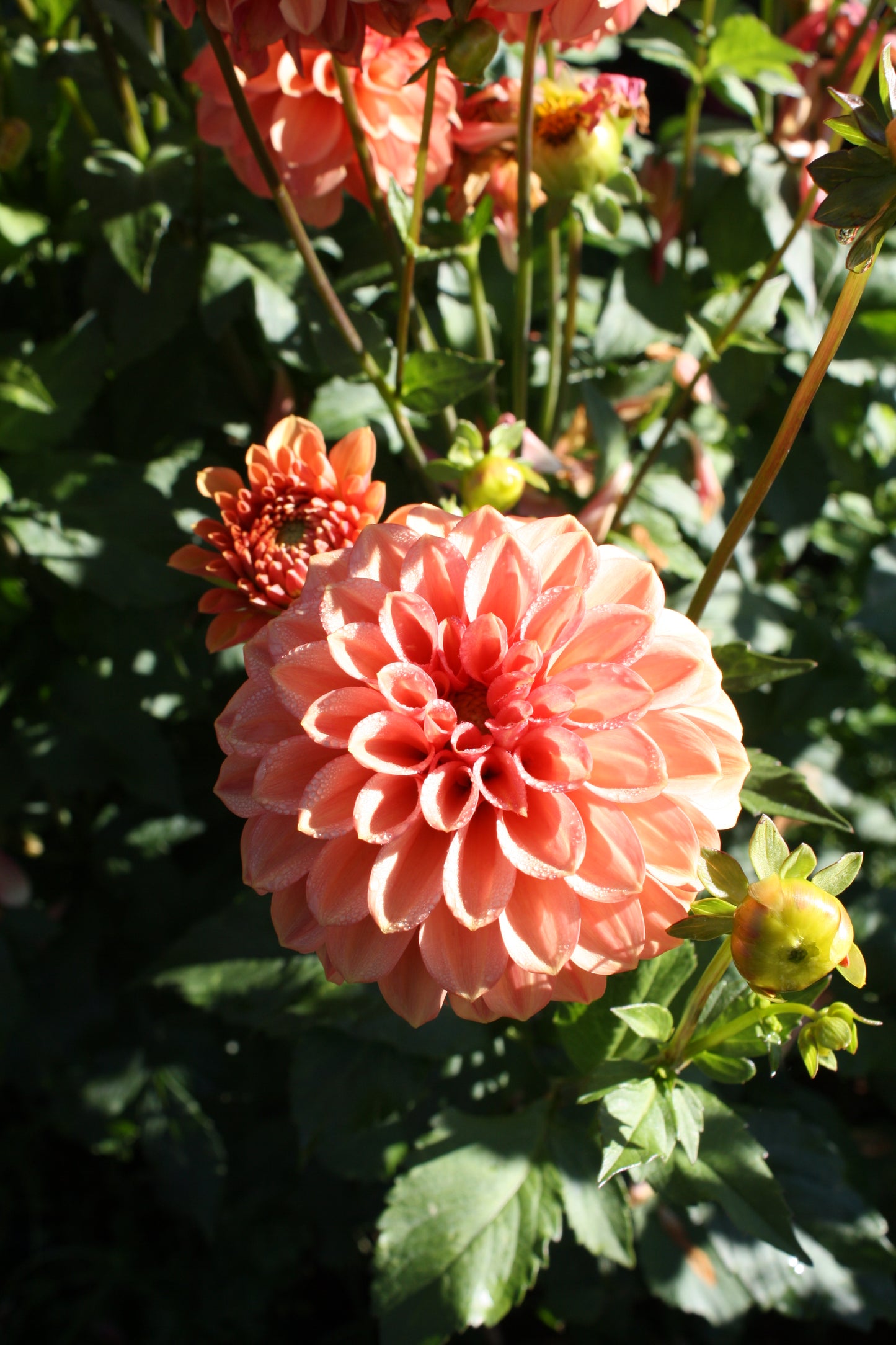 Ice Tea Dahlia Tuber