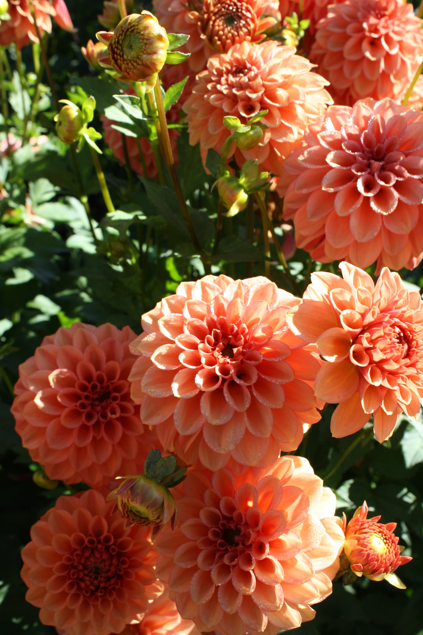 Ice Tea Dahlia Tuber