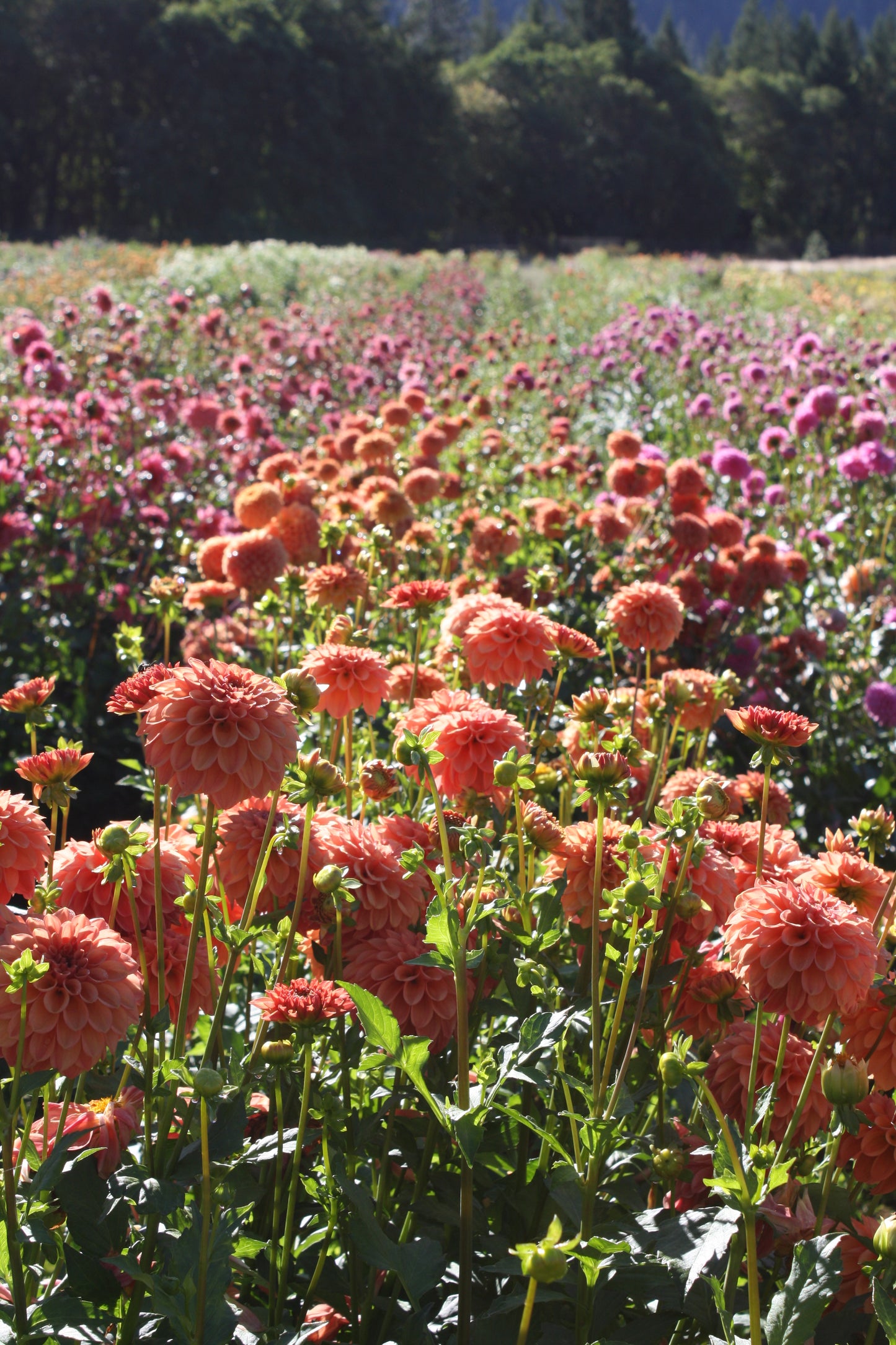 Ice Tea Dahlia Tuber