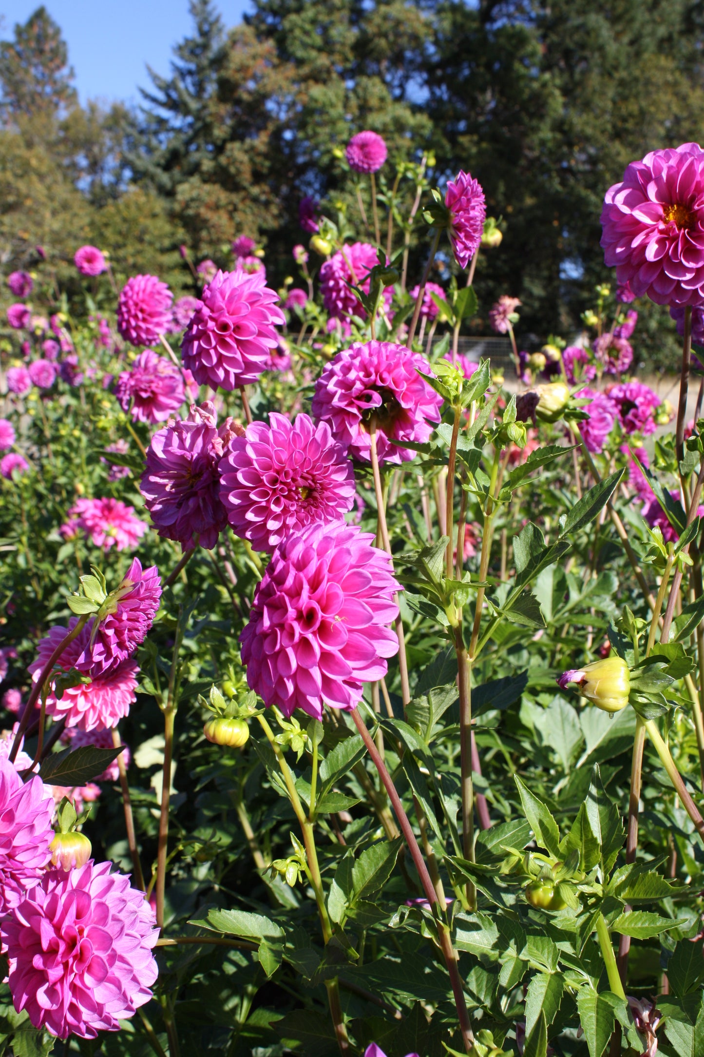 RobAnn Royal Dahlia Tuber