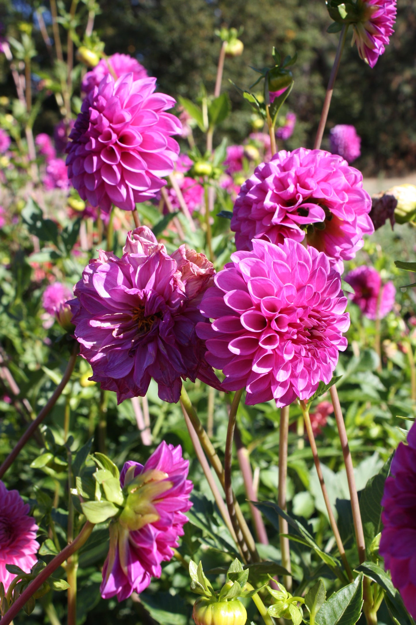 RobAnn Royal Dahlia Tuber