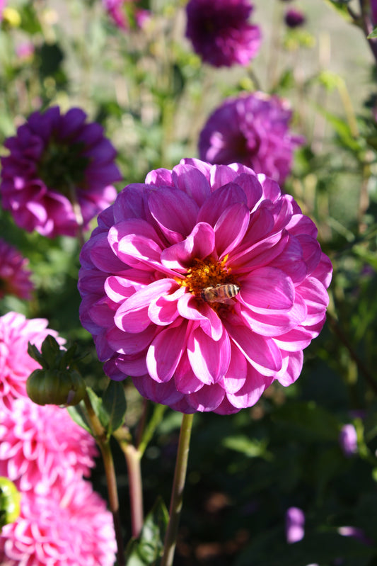 RobAnn Royal Dahlia Tuber