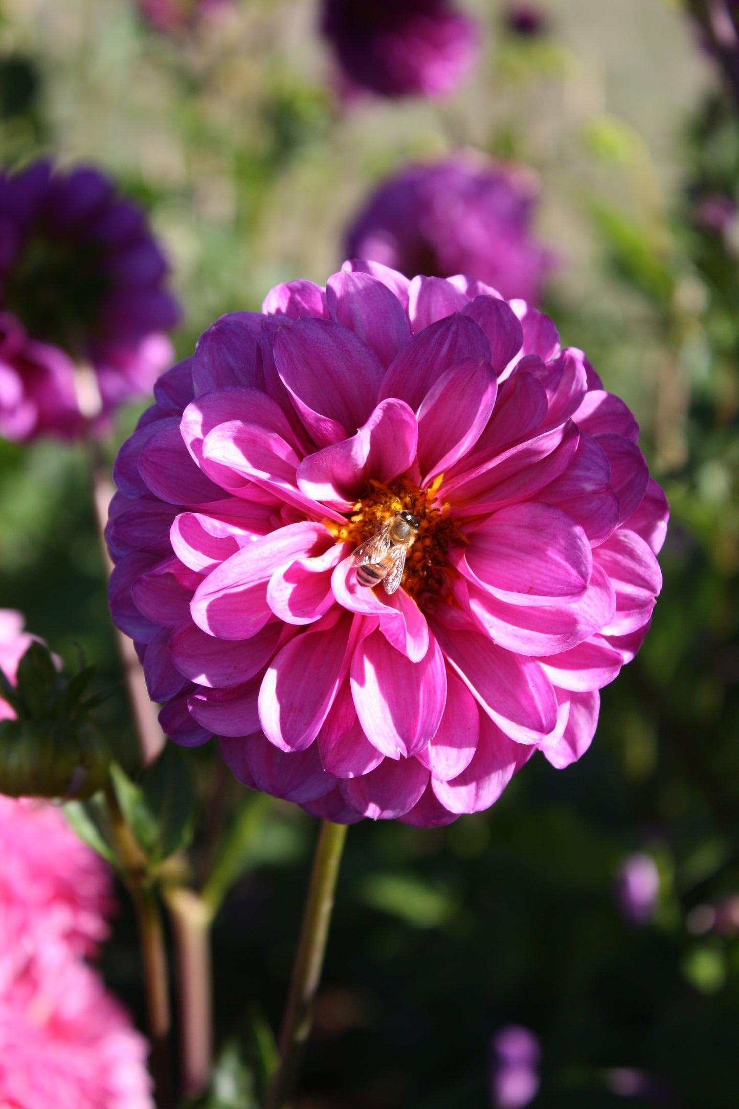 RobAnn Royal Dahlia Tuber