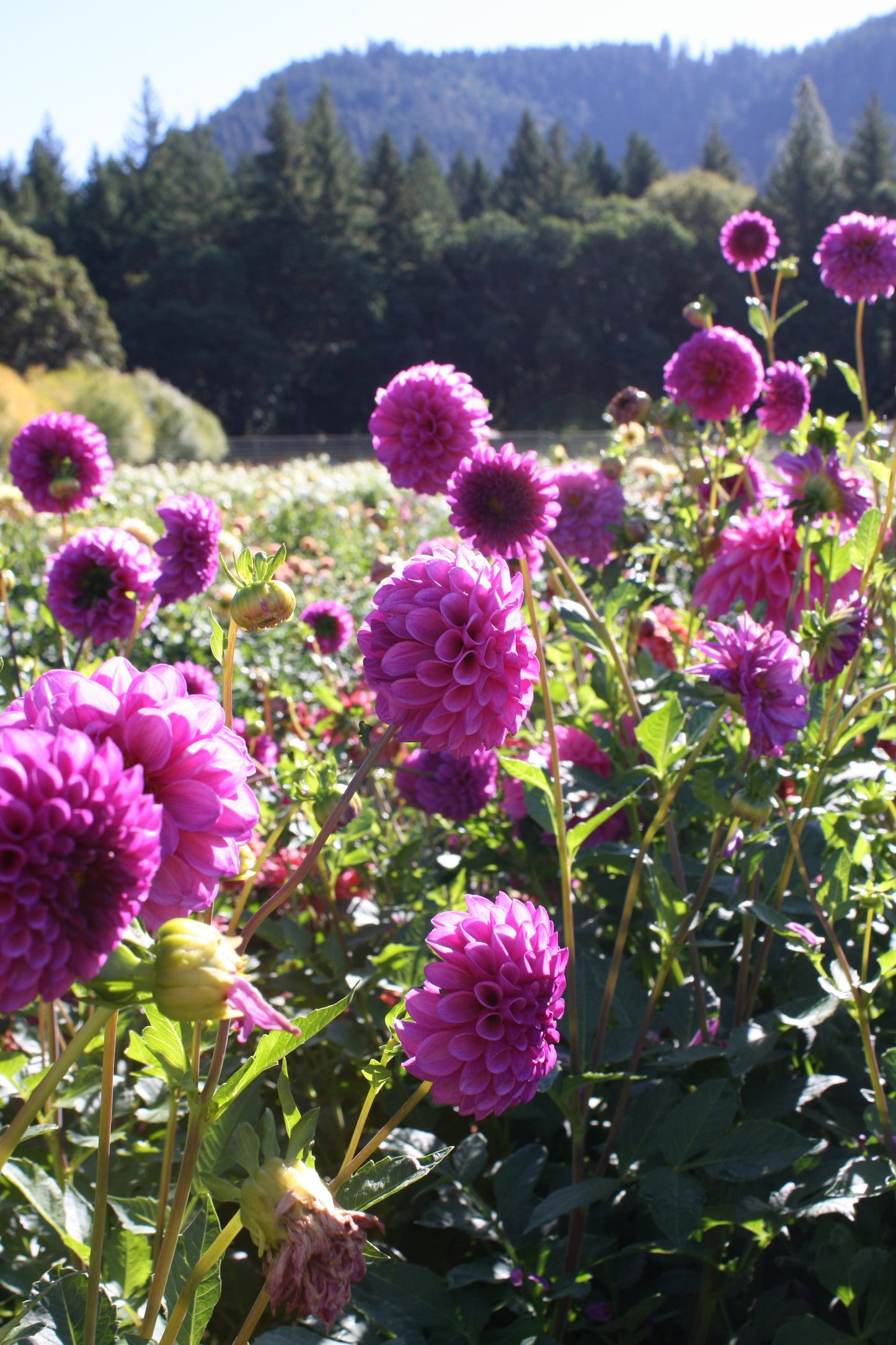 RobAnn Royal Dahlia Tuber