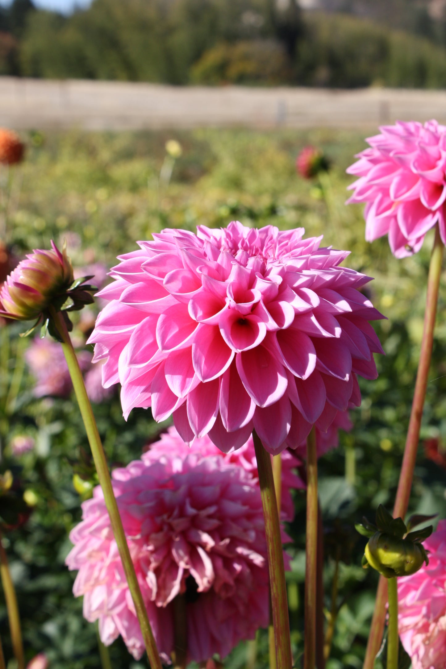 Pink Sylvia Dahlia Tuber