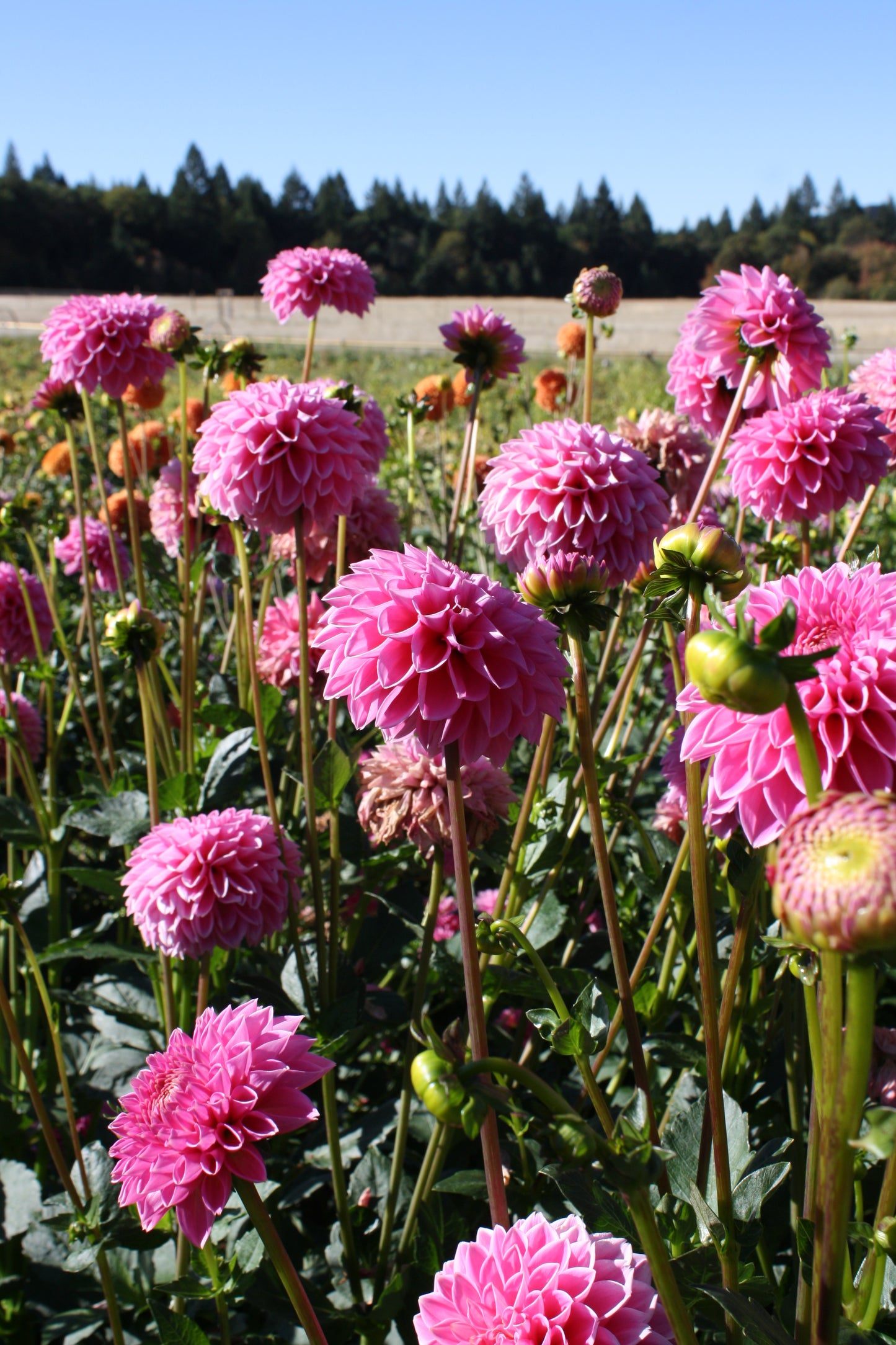 Pink Sylvia Dahlia Tuber