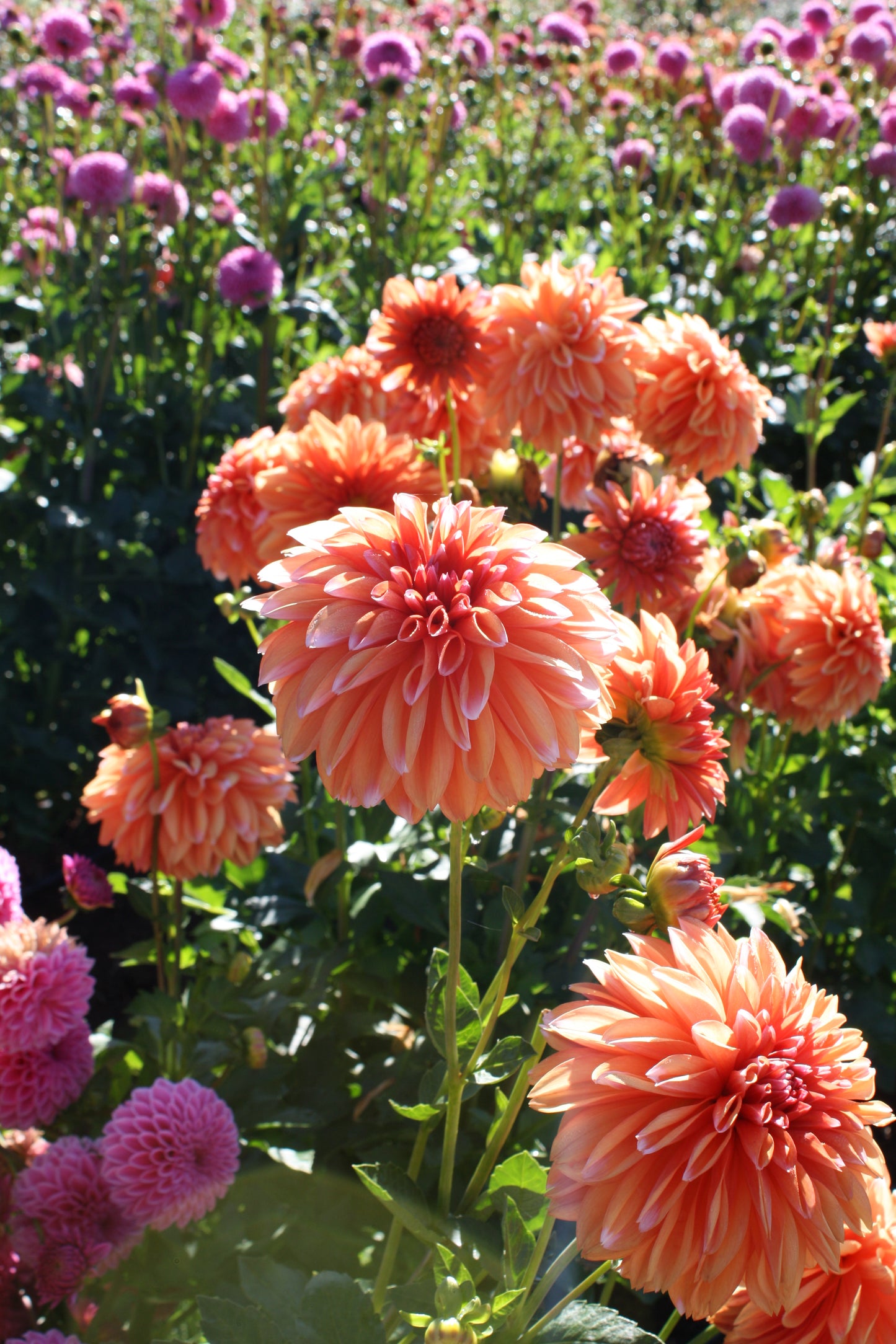 RobAnn Creamsicle Dahlia Tuber