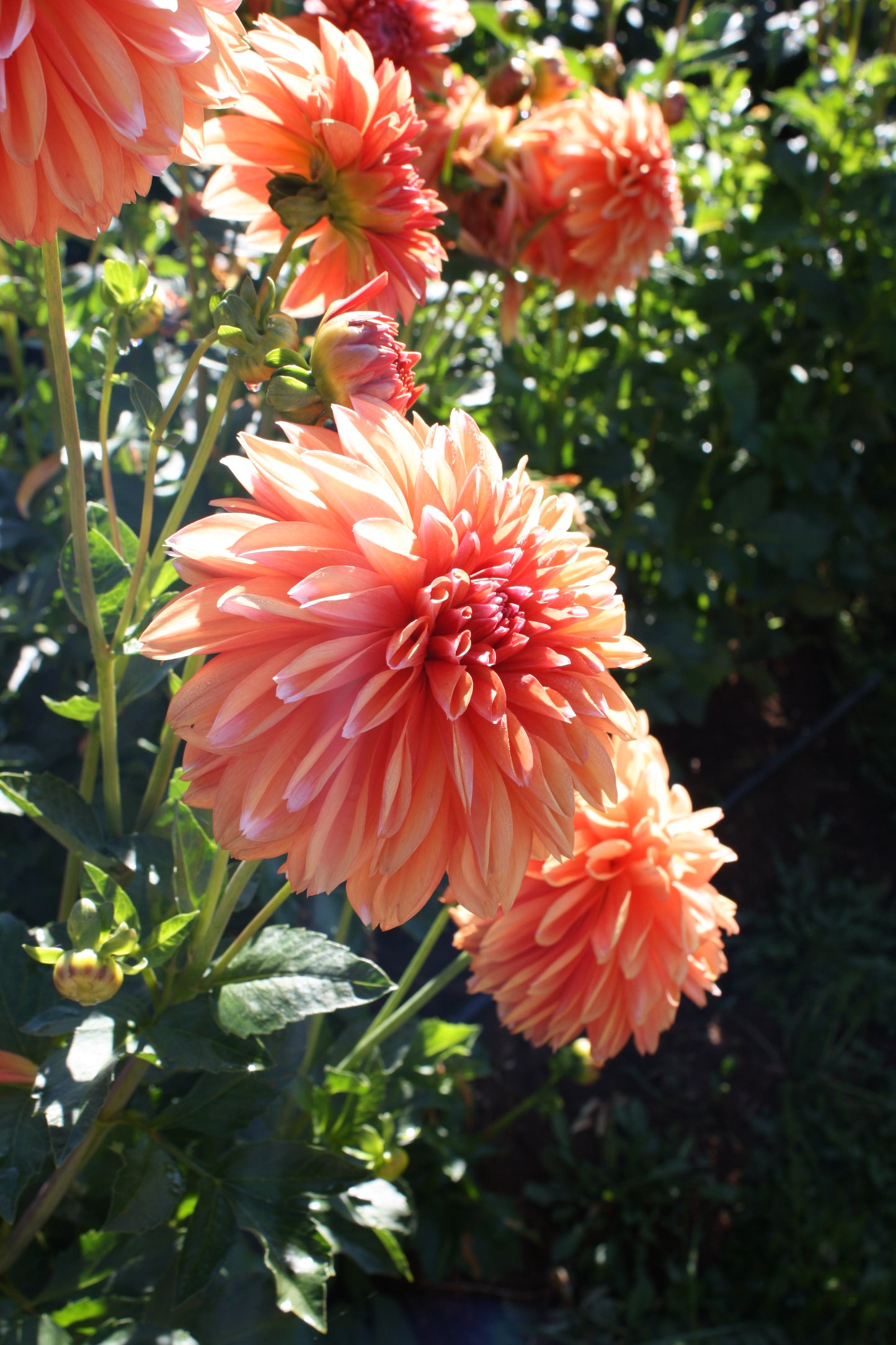 RobAnn Creamsicle Dahlia Tuber