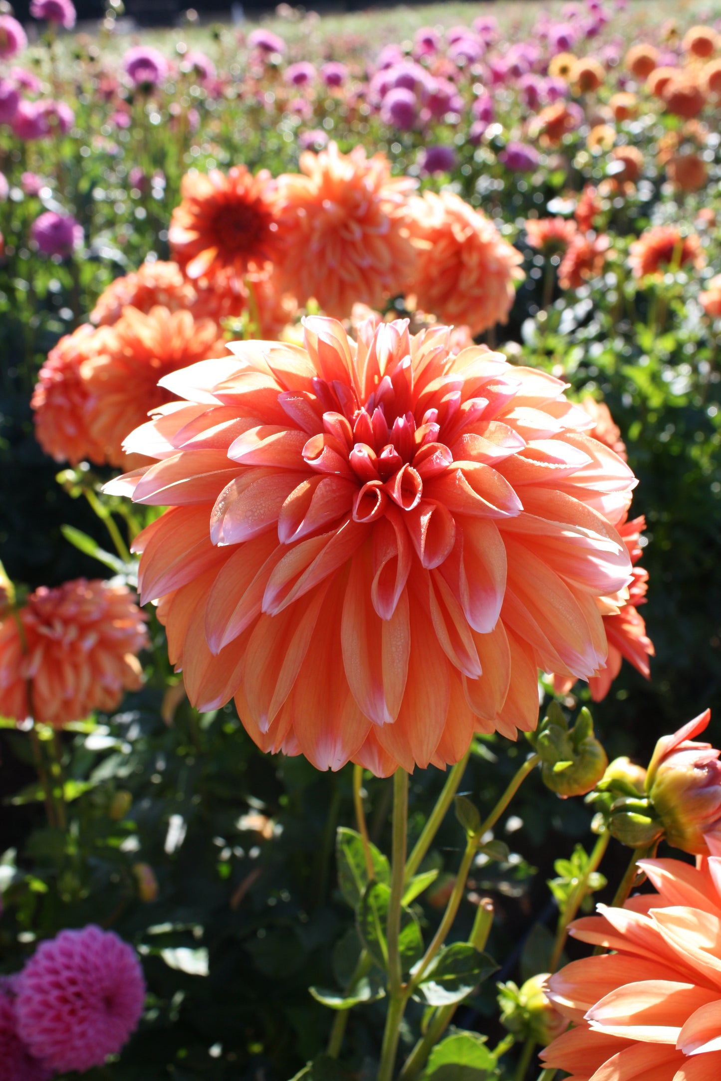 RobAnn Creamsicle Dahlia Tuber