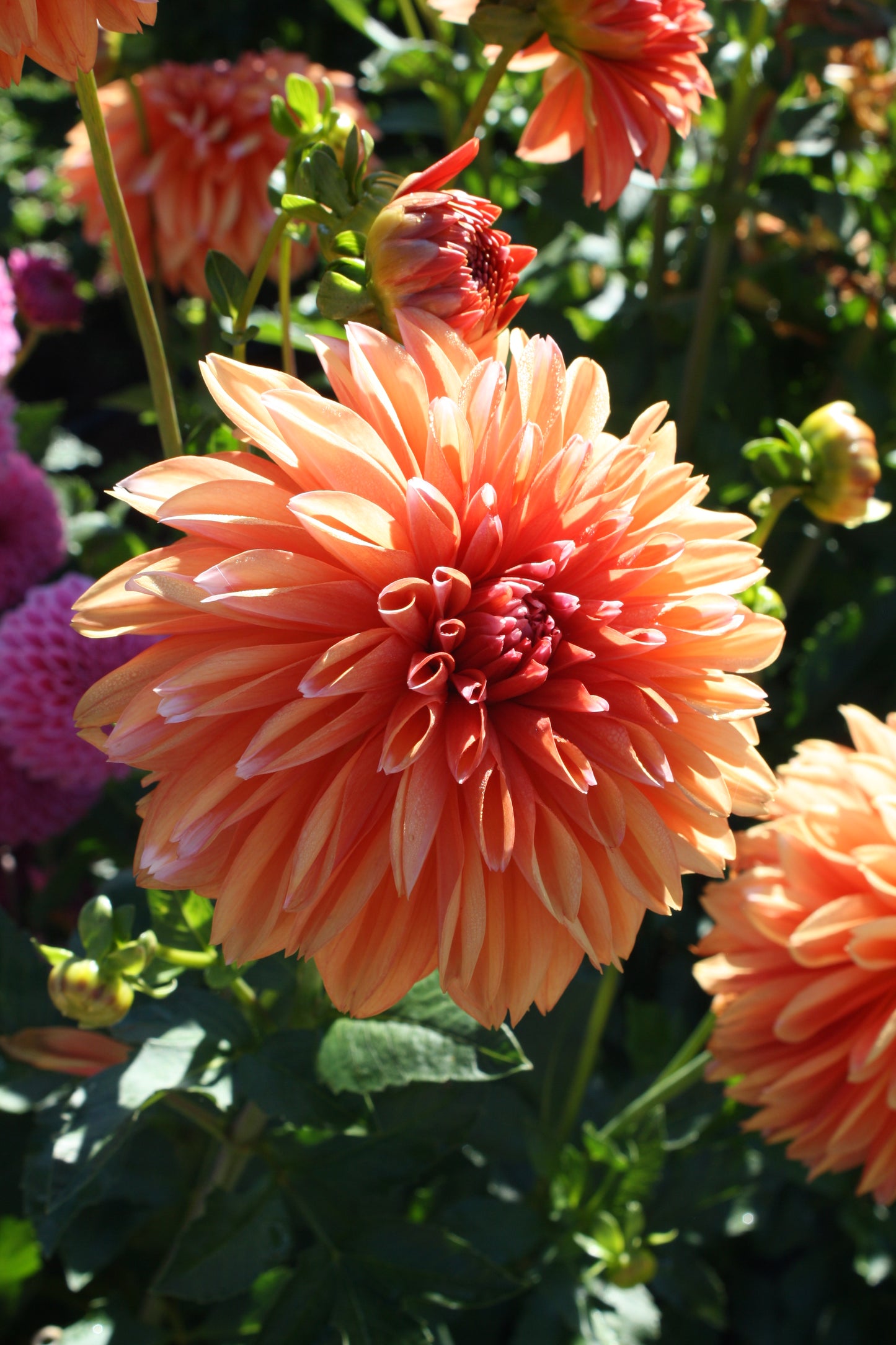 RobAnn Creamsicle Dahlia Tuber